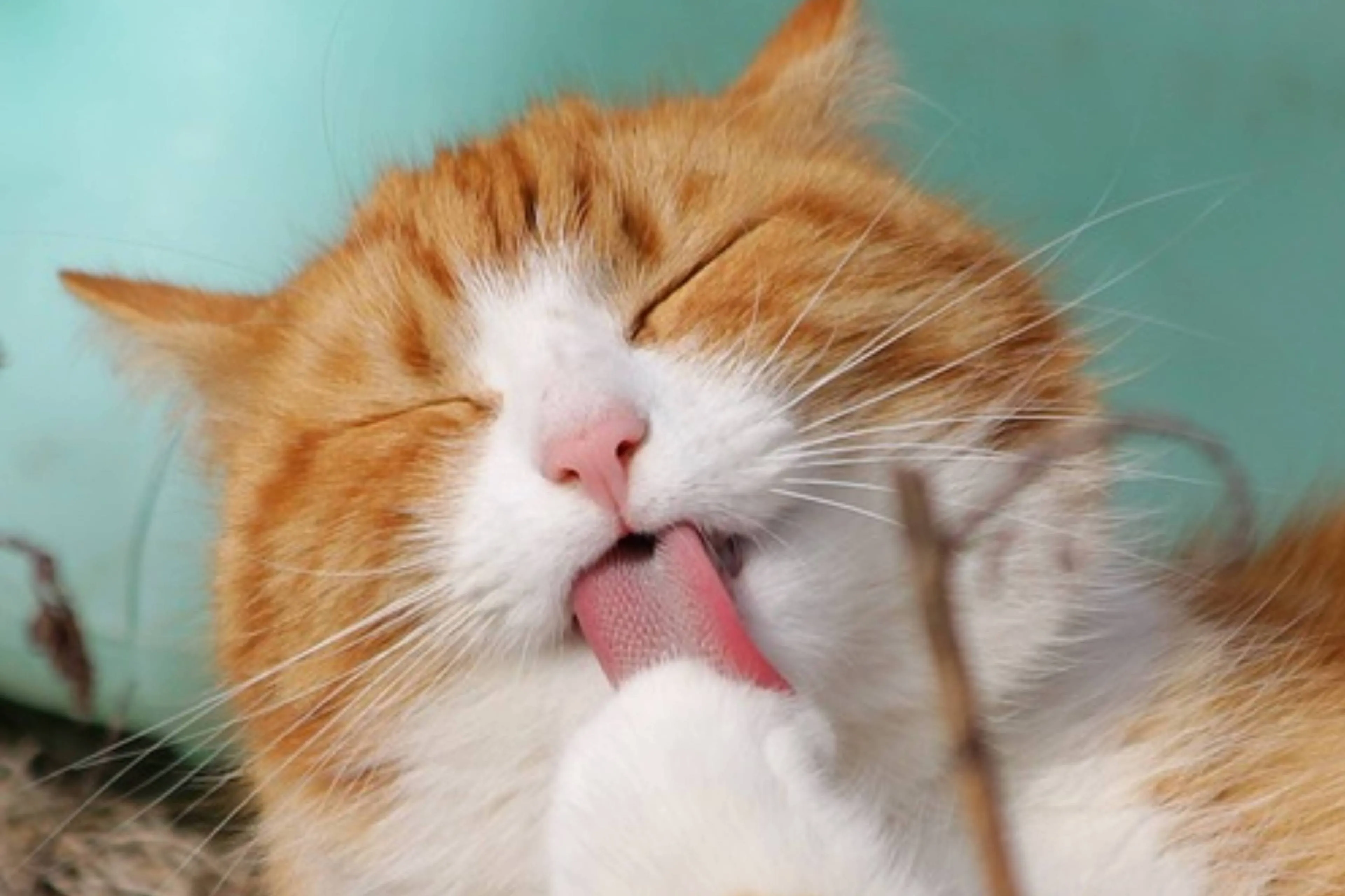 kat wassen