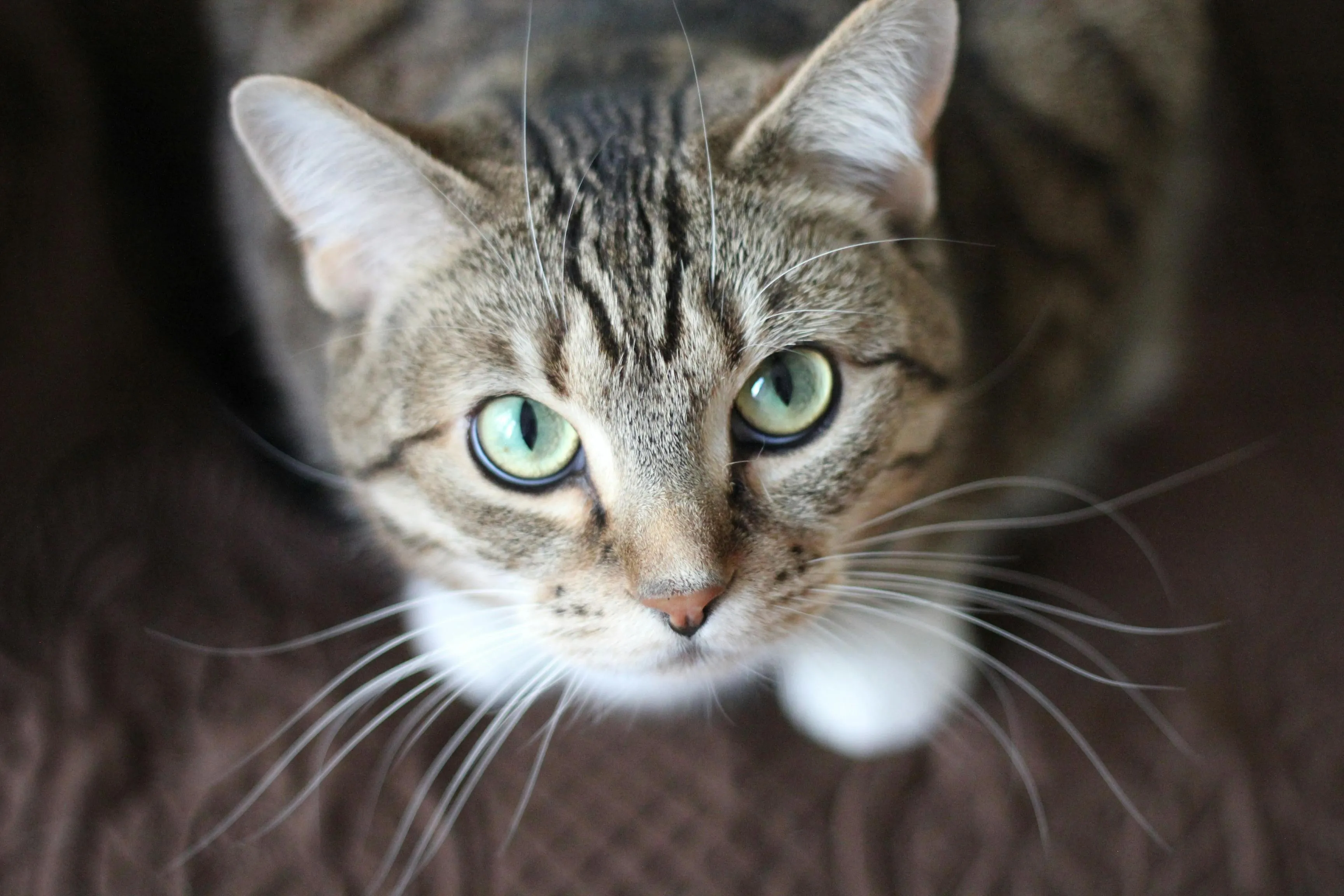 In België zijn personen actief die illegaal katten bij ouderen ophalen