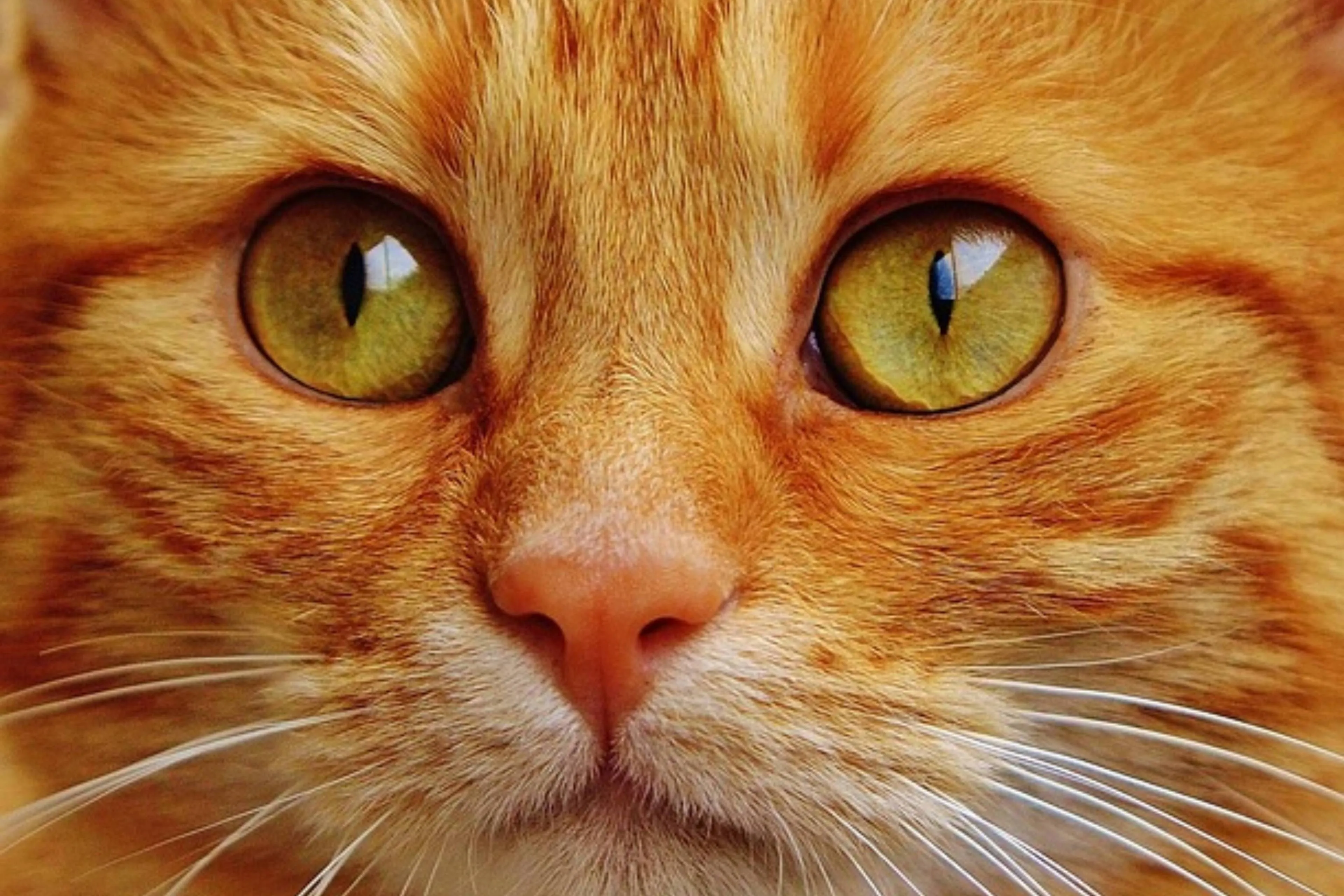 rode kat gezicht