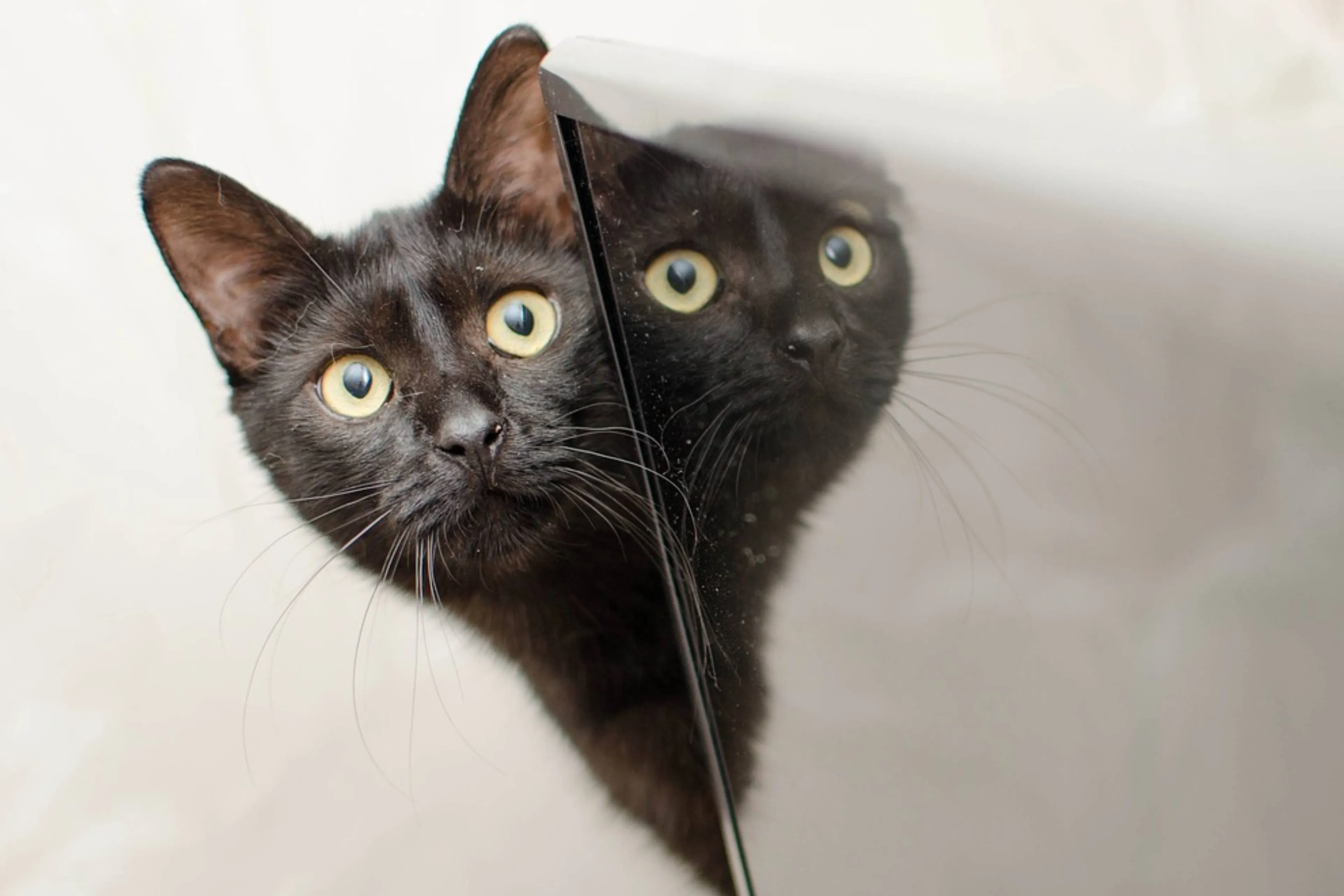 Deze kat zingt de blues met zijn baasje en gaat viral