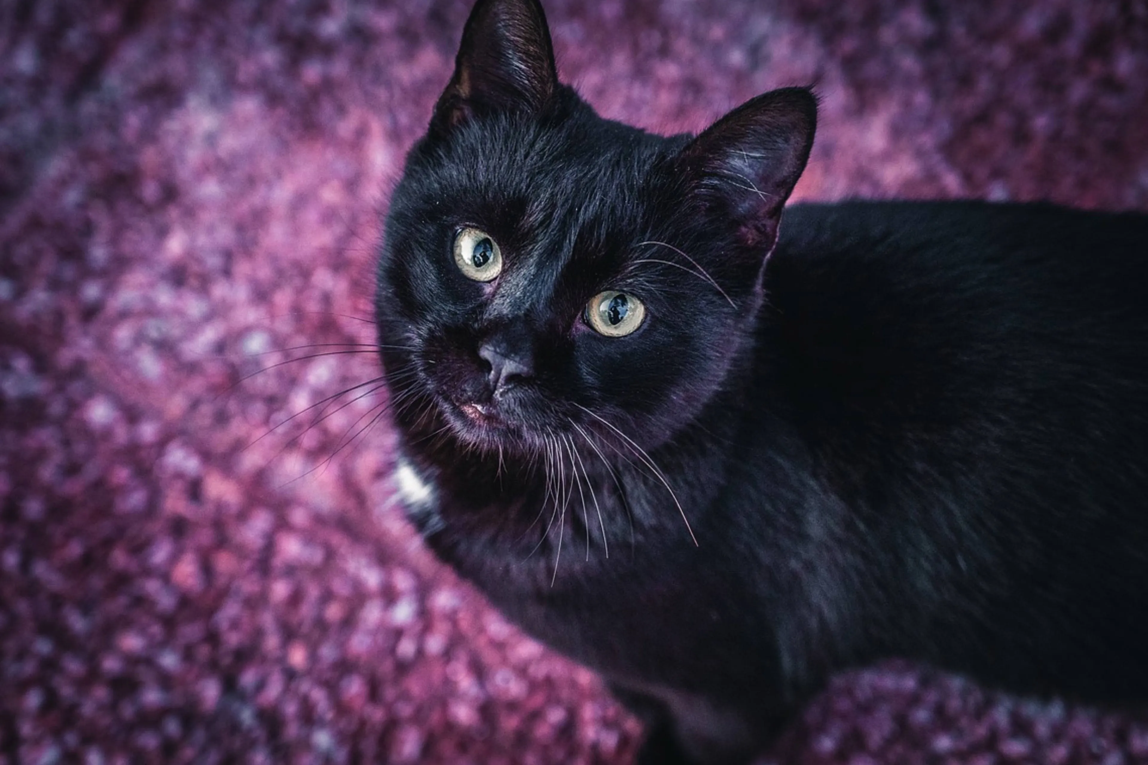 George de vermiste kat heeft er een flink avontuur op zitten
