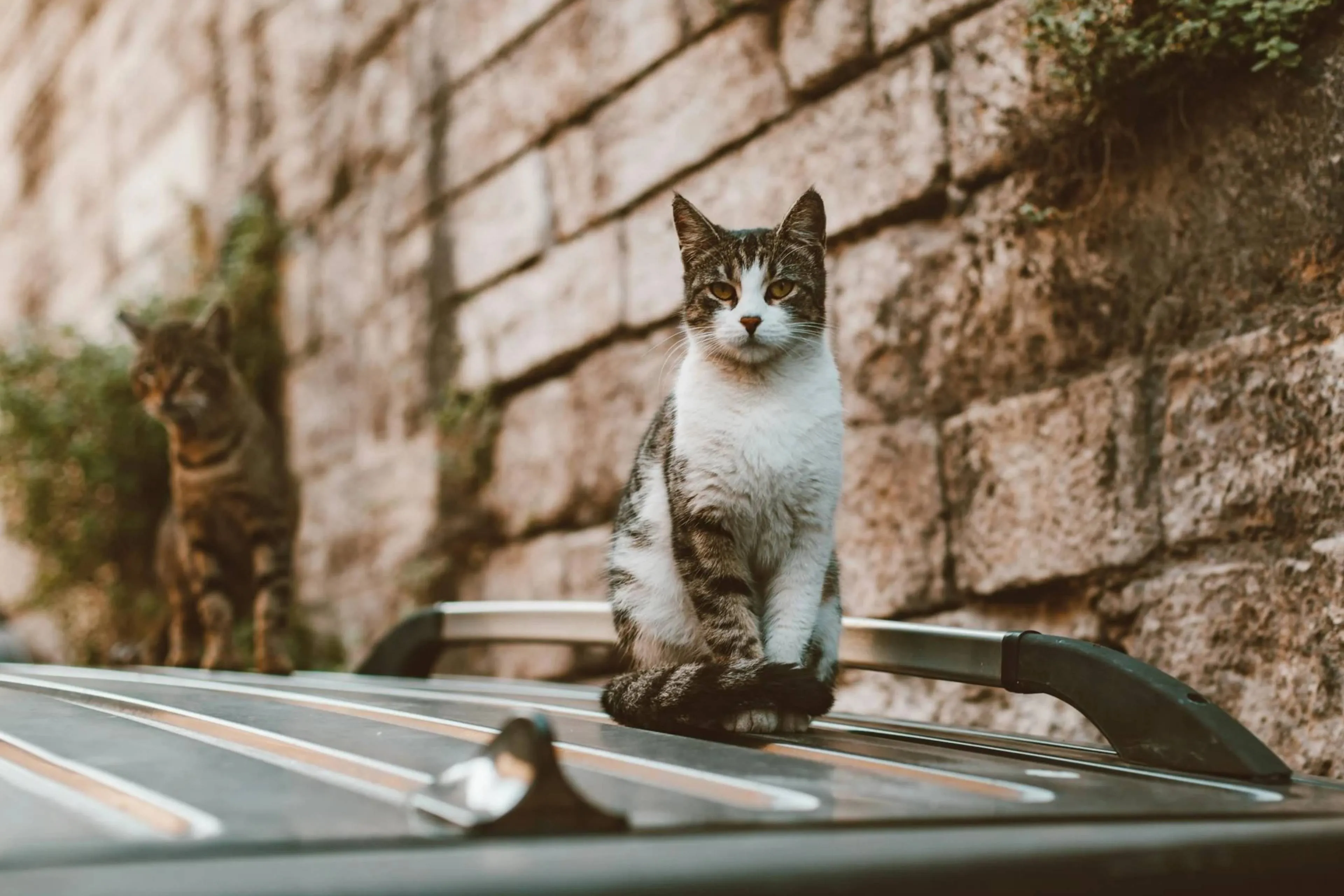 Dierenambulance Utrecht heeft het druk met aangereden katten