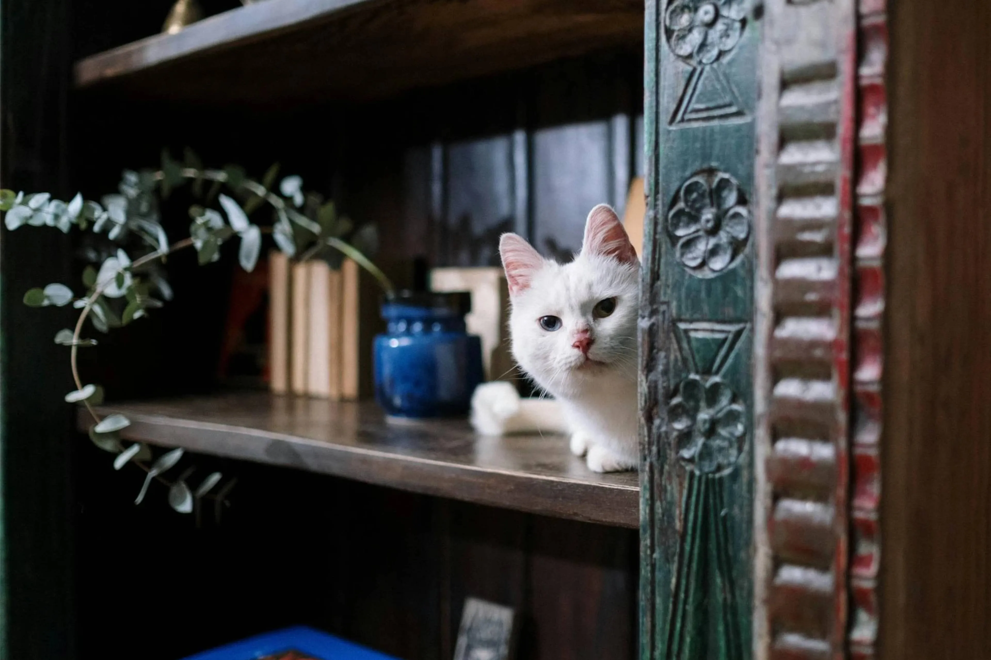 Katten kunnen lang nodig hebben om te wennen aan een nieuwe baas