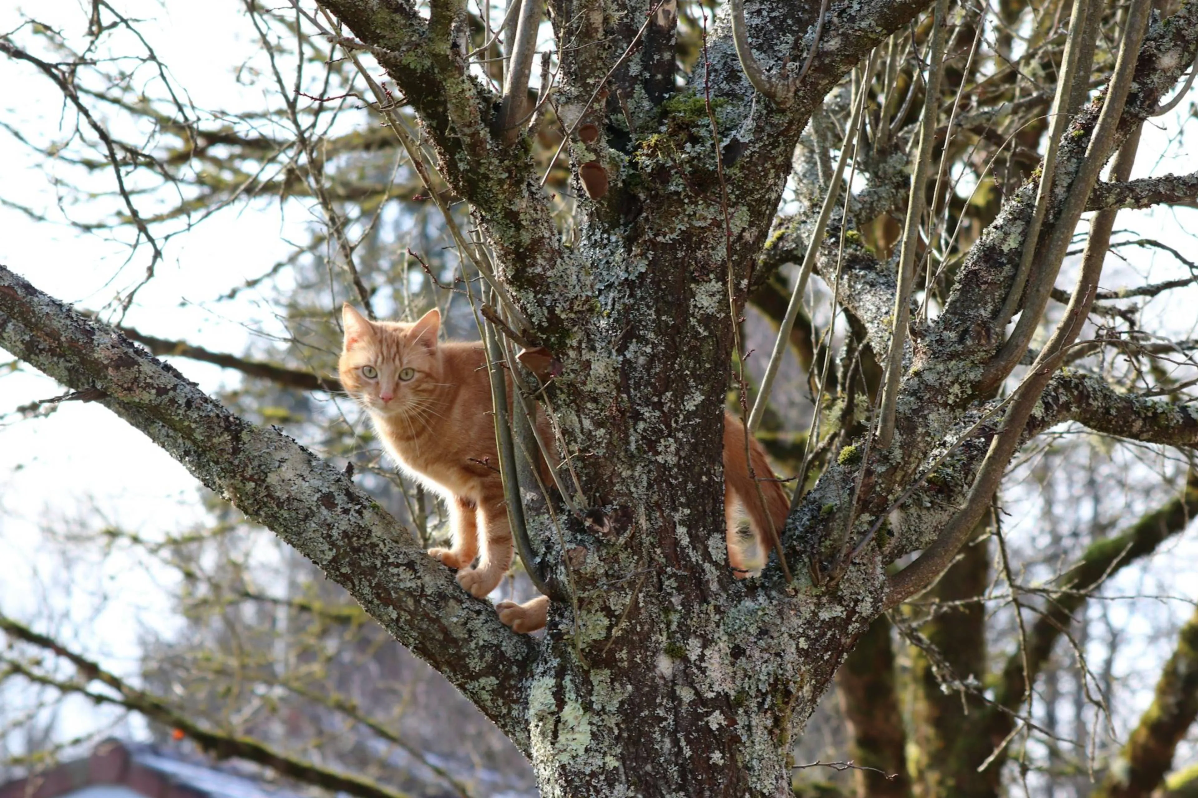 Katten kunnen mensen besmetten met vogelgriep