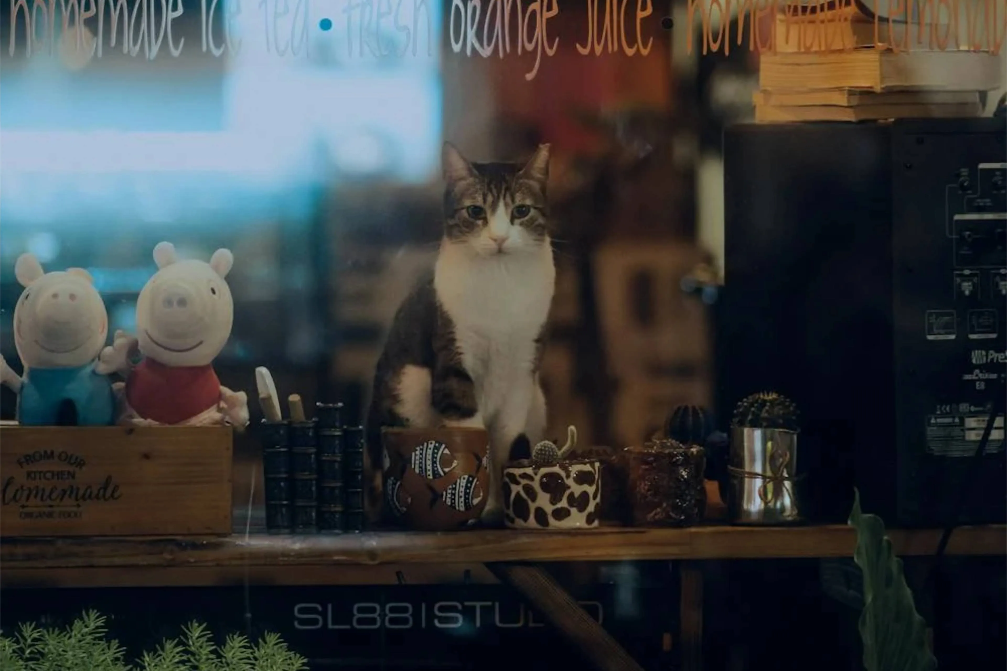 kattencafejpg
