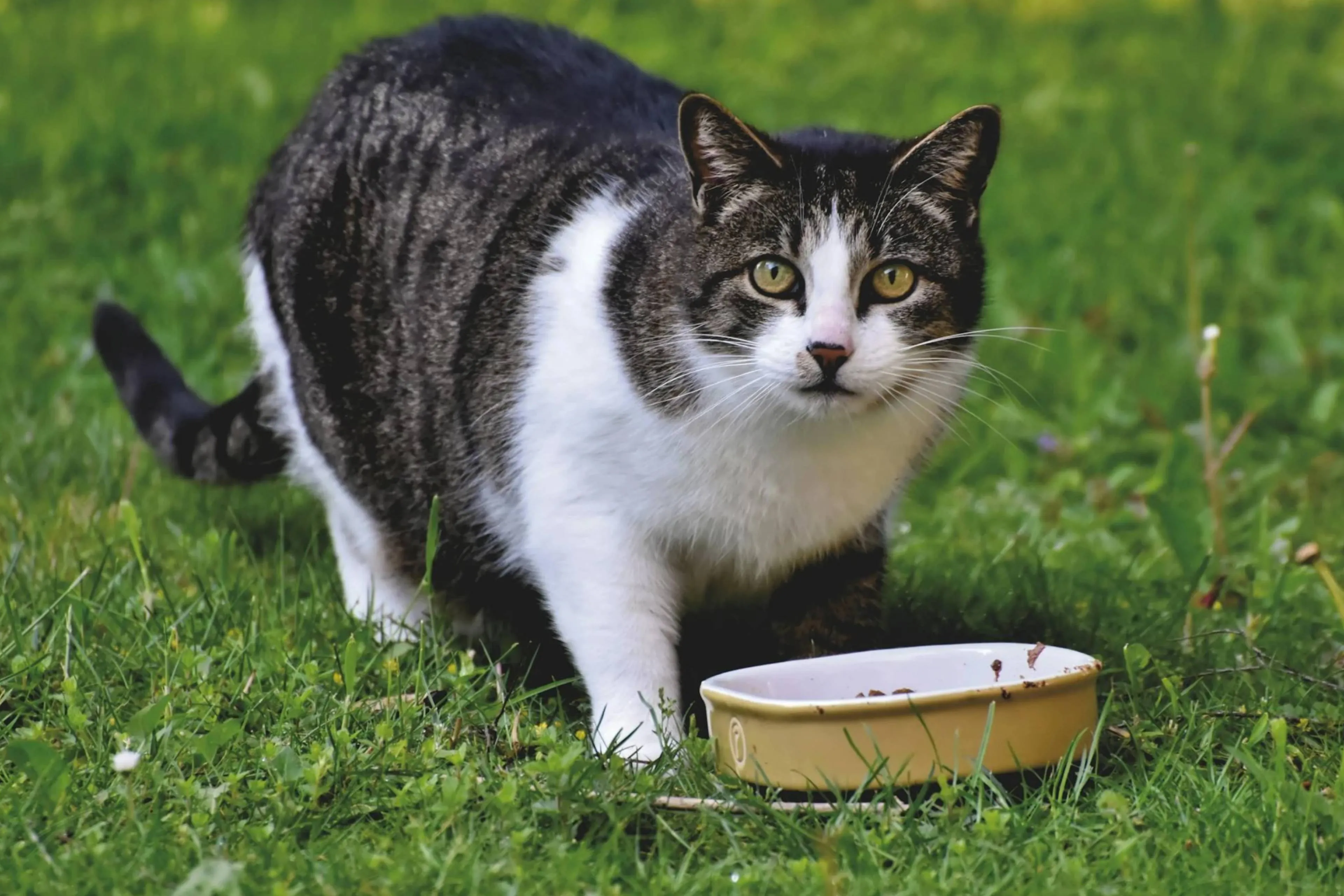kattenvoerjpg