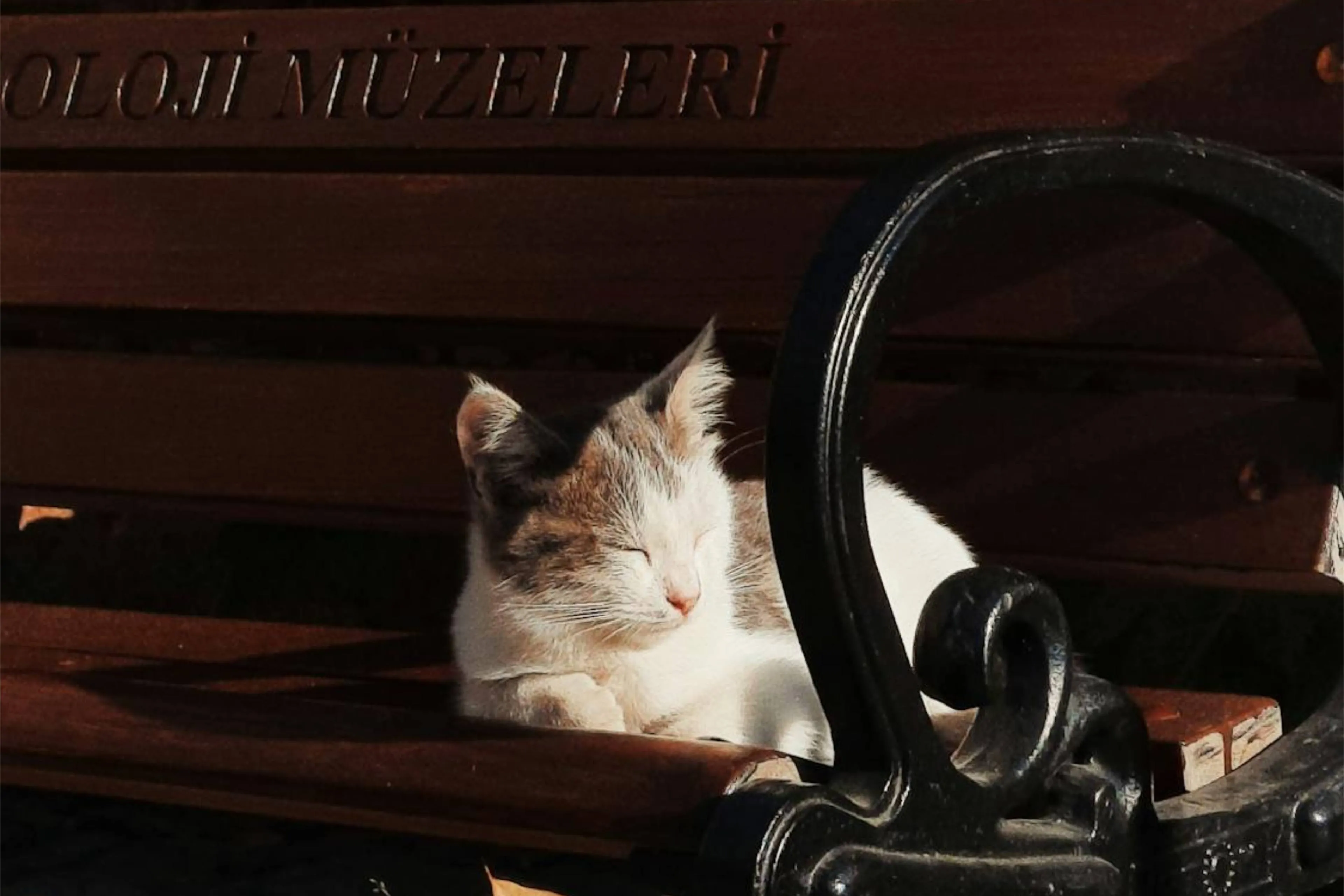 De nieuwe Chiens et chats expositie laat ons katten ervaren