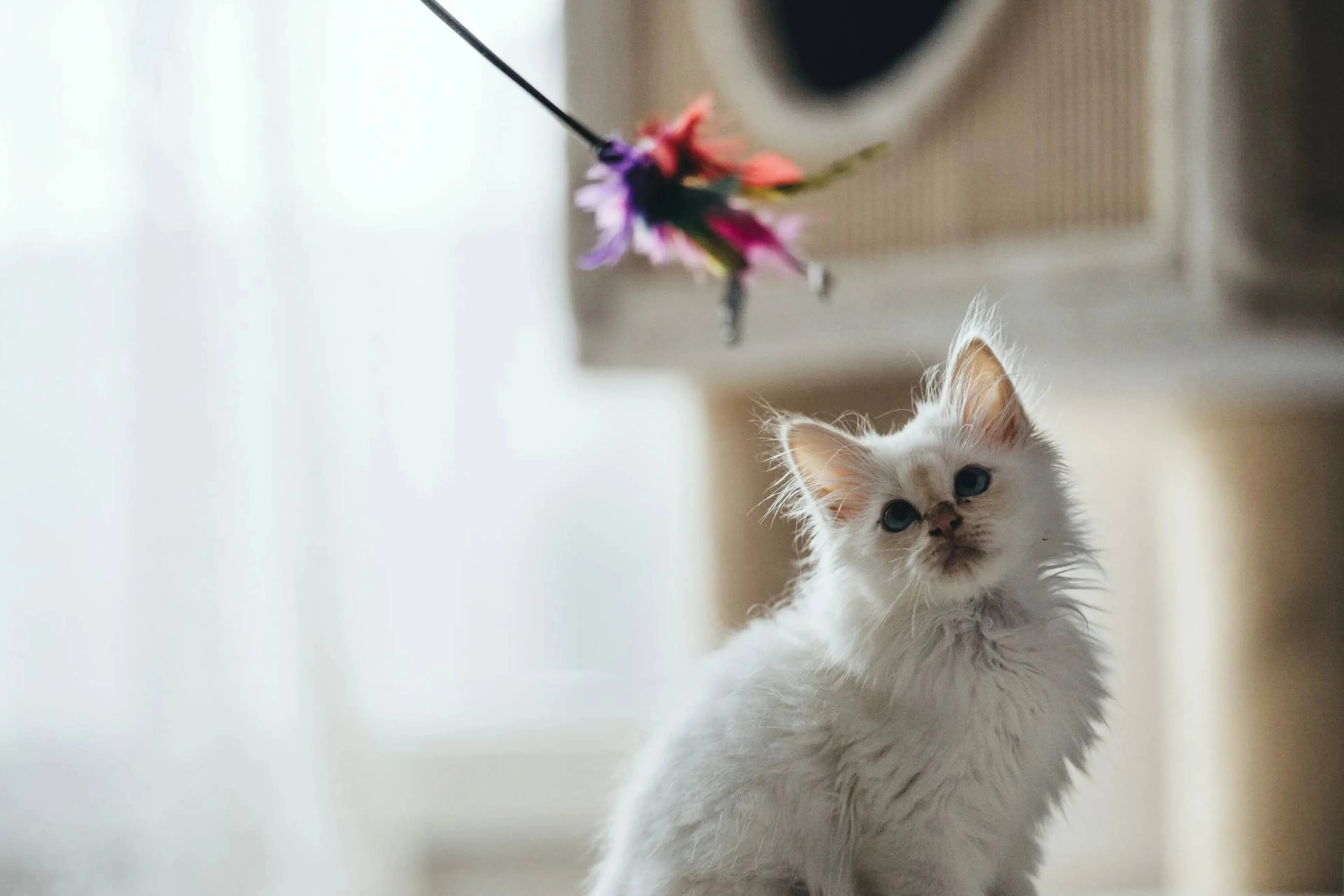 Opvallend: Ook katten werken op een laptop