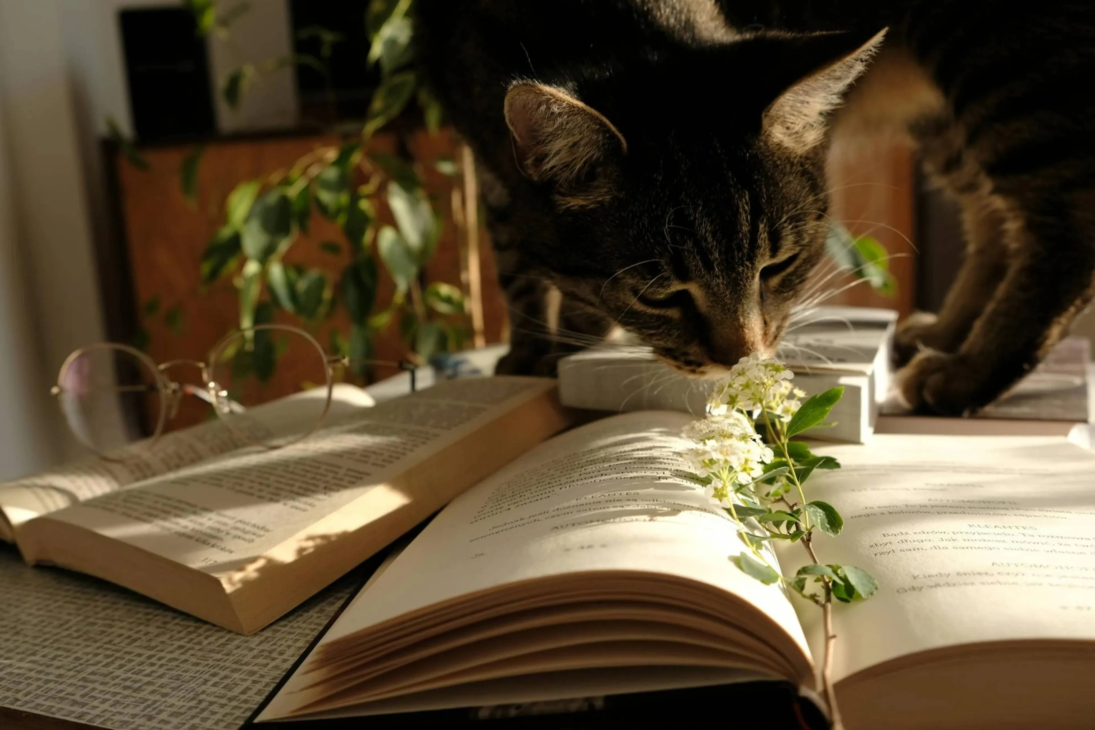 studiepoes