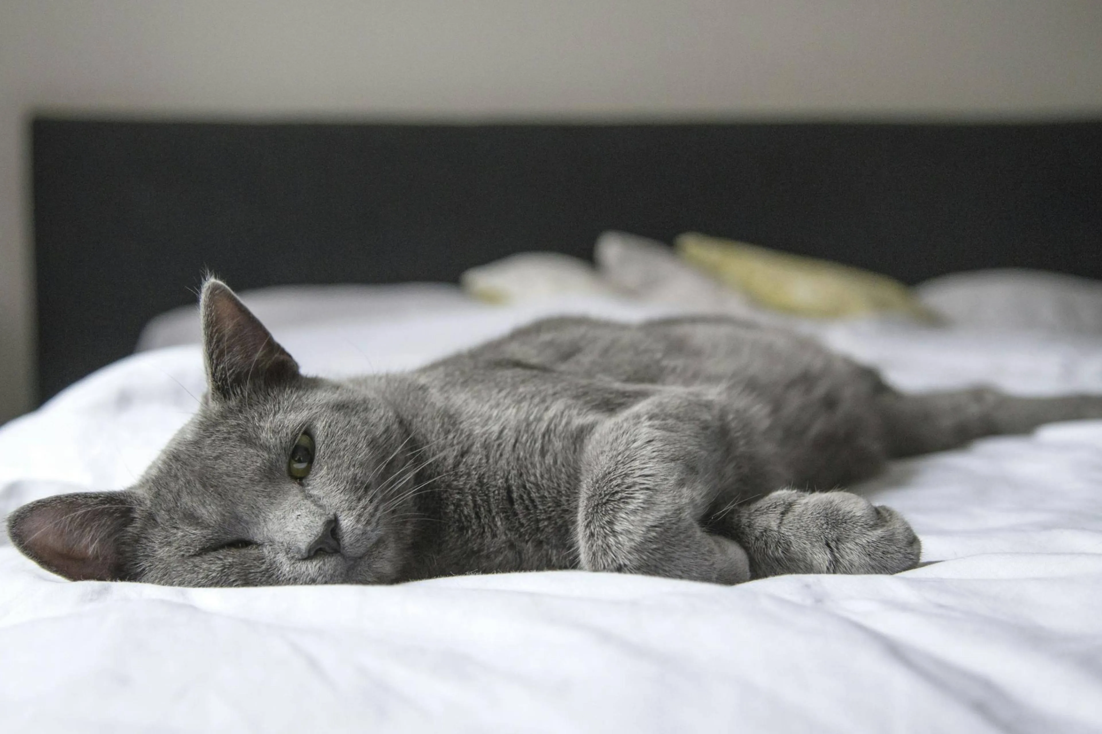 Wist je dat katten niet alleen spinnen vanuit tevredenheid?