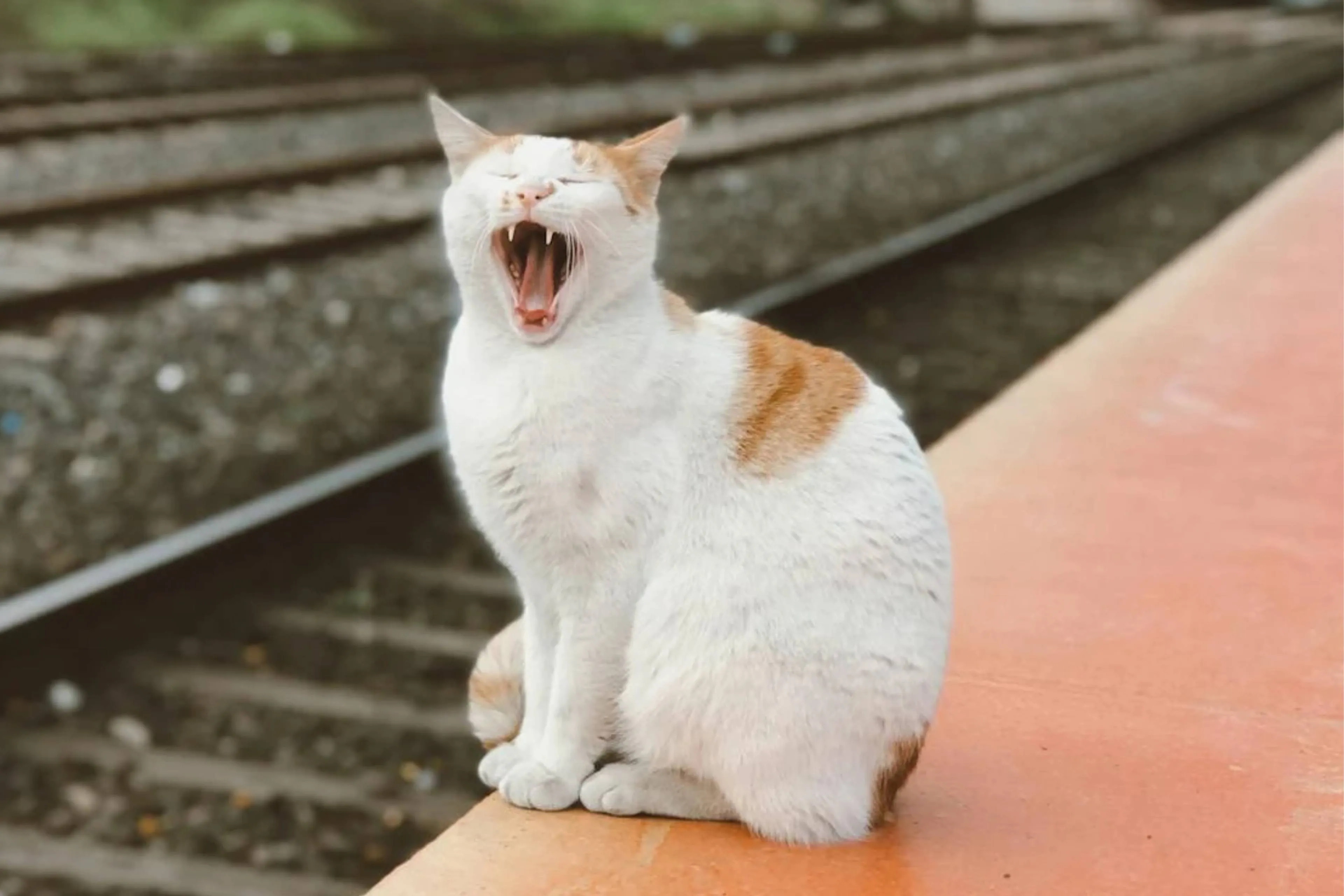 trein
