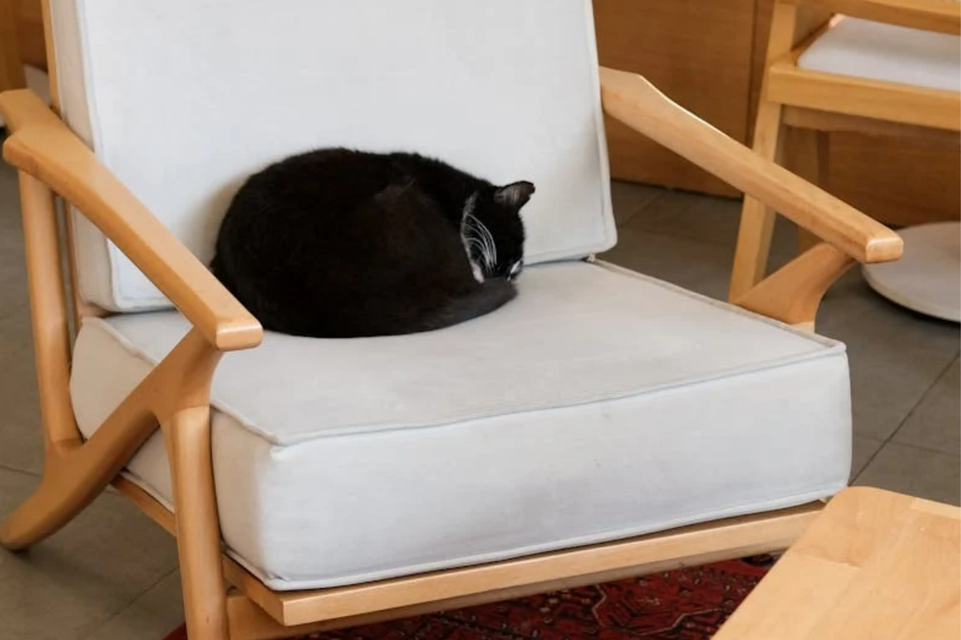 Doodzieke jonge vrouw krijgt, haar katten op bezoek in ziekenhuis