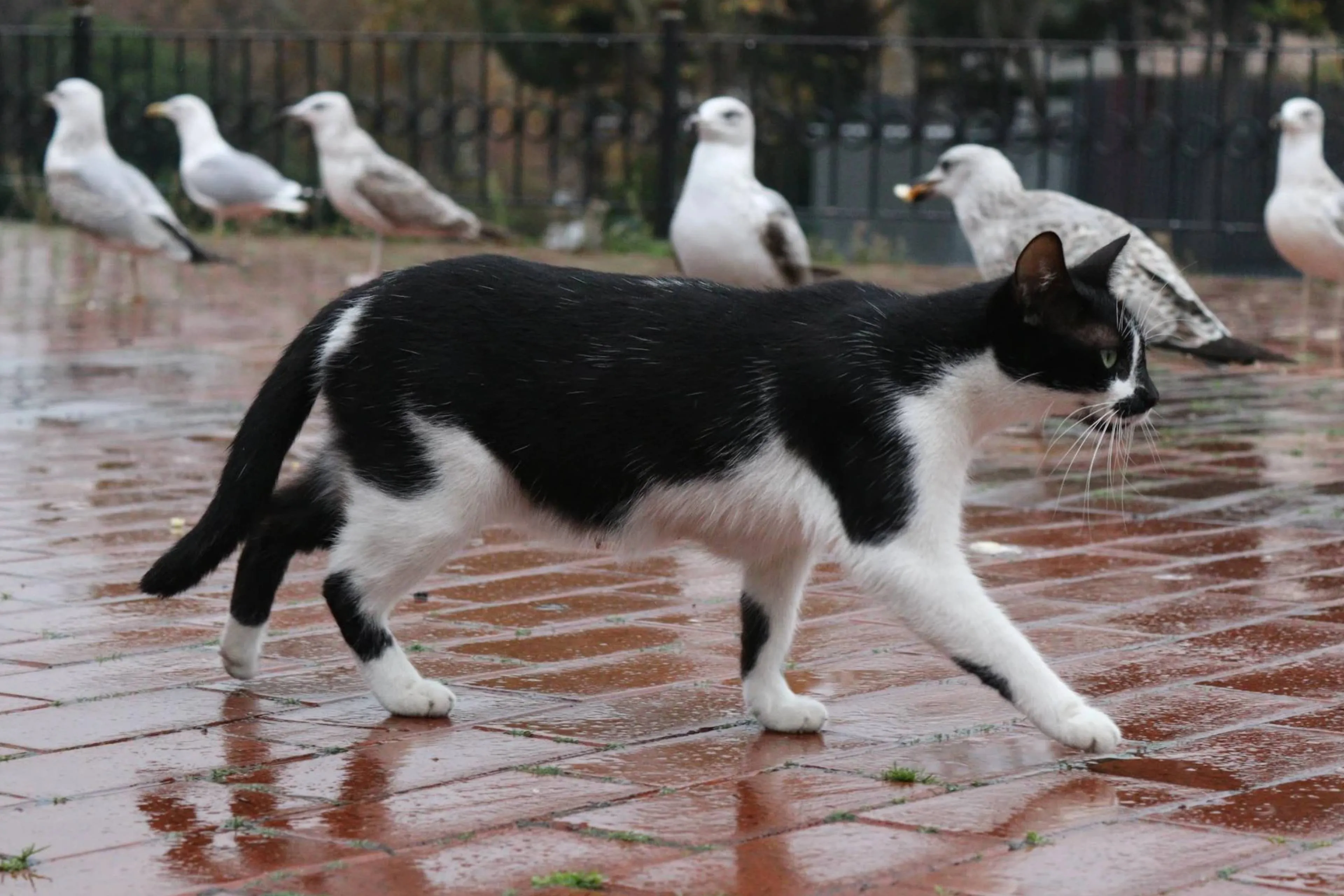 Katten uit Gorinchem doden jaarlijks 135.000 vogels