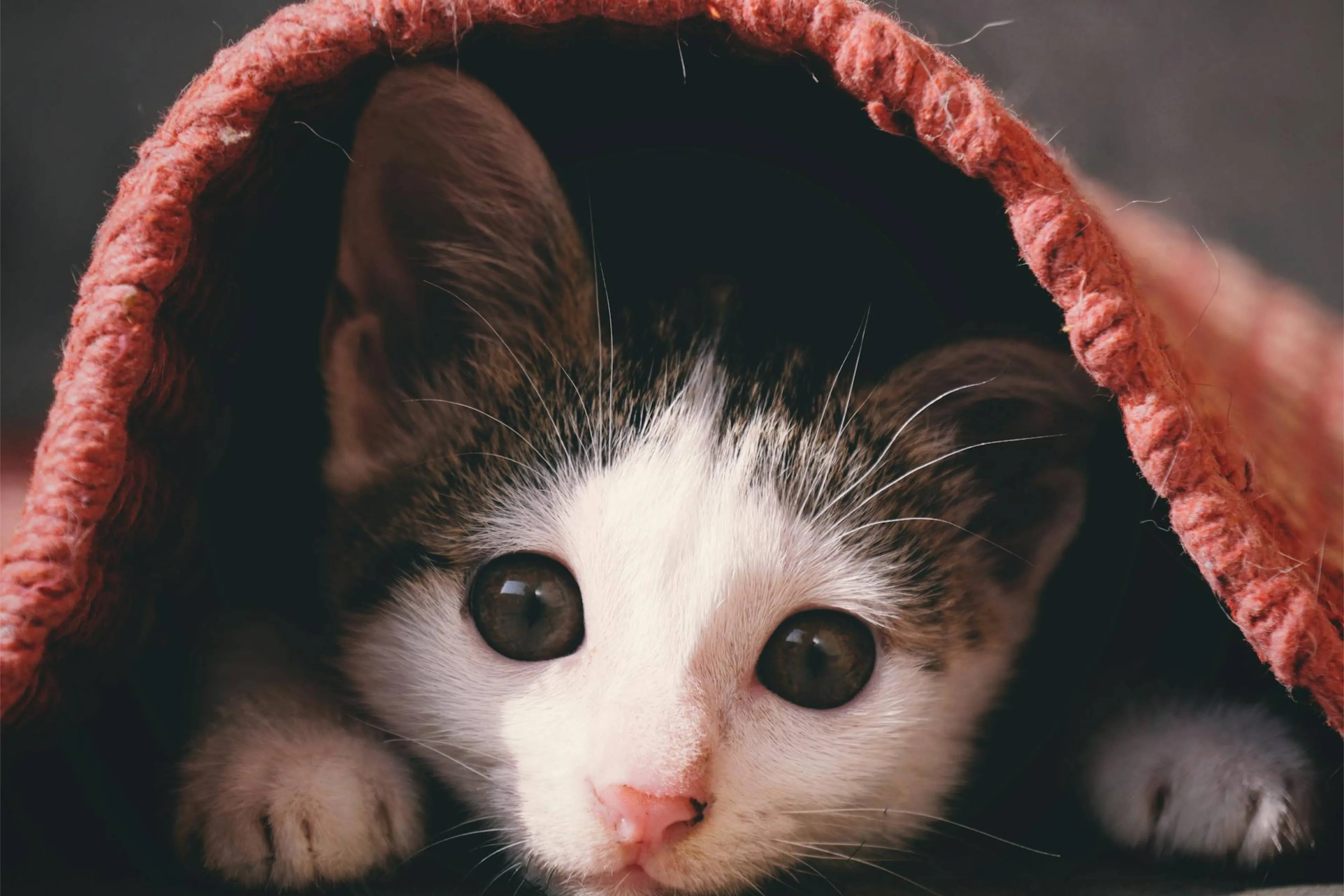 Wat is de 3-3-3-regel voor katten?