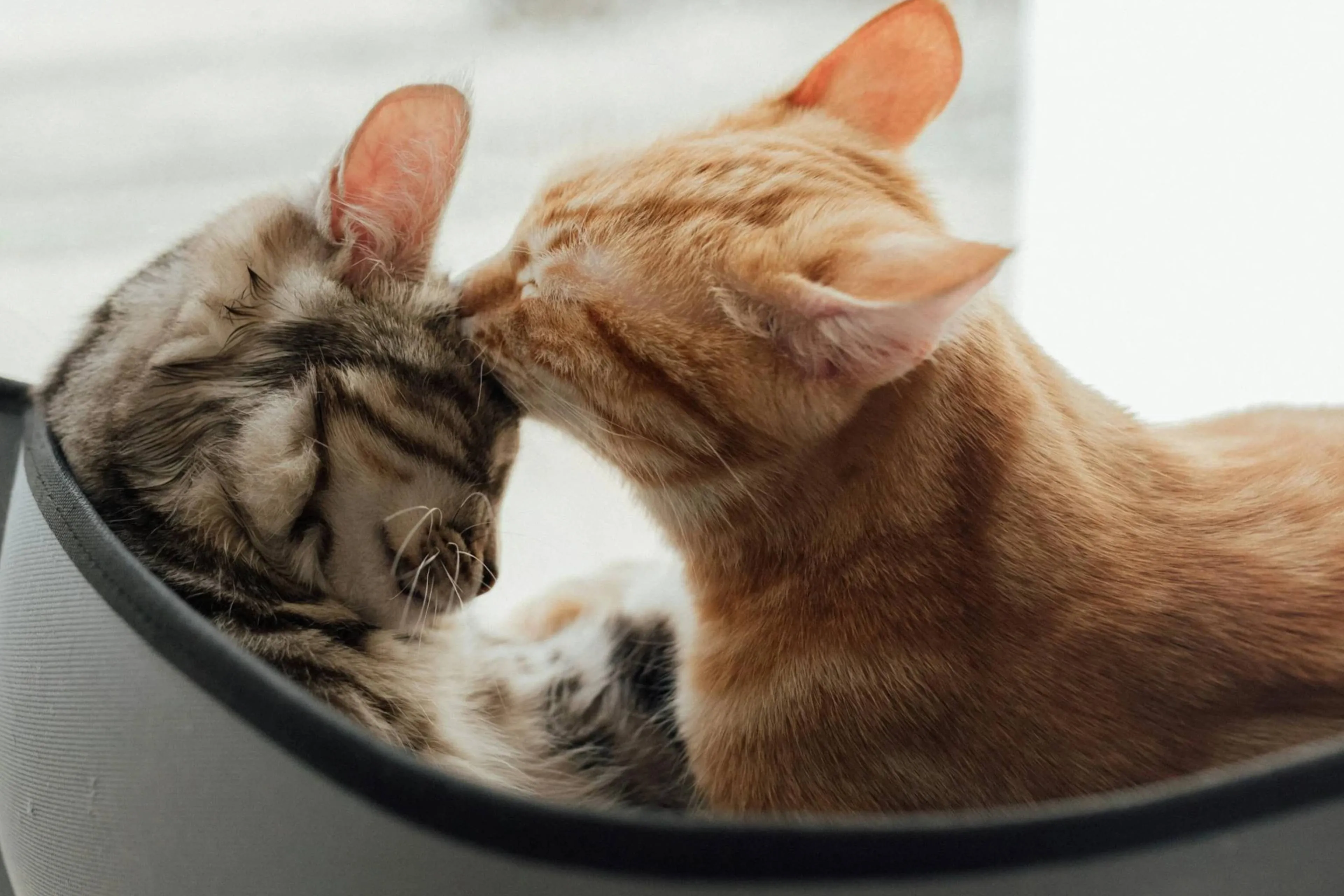 Hoe moet je een kat aaien?