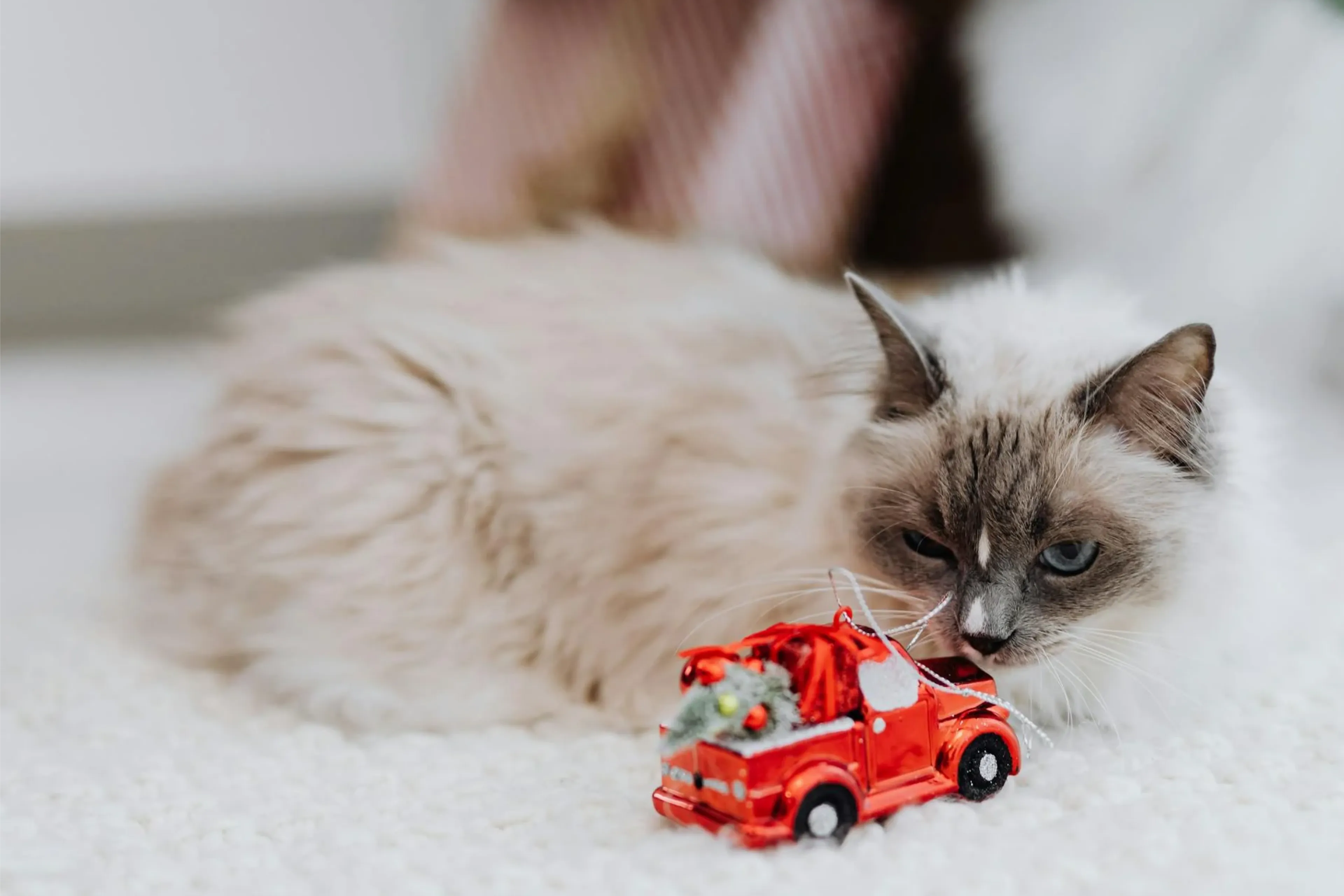 Wilde katten in Kazachstan worden gevoederd via autootje met afstandsbediening