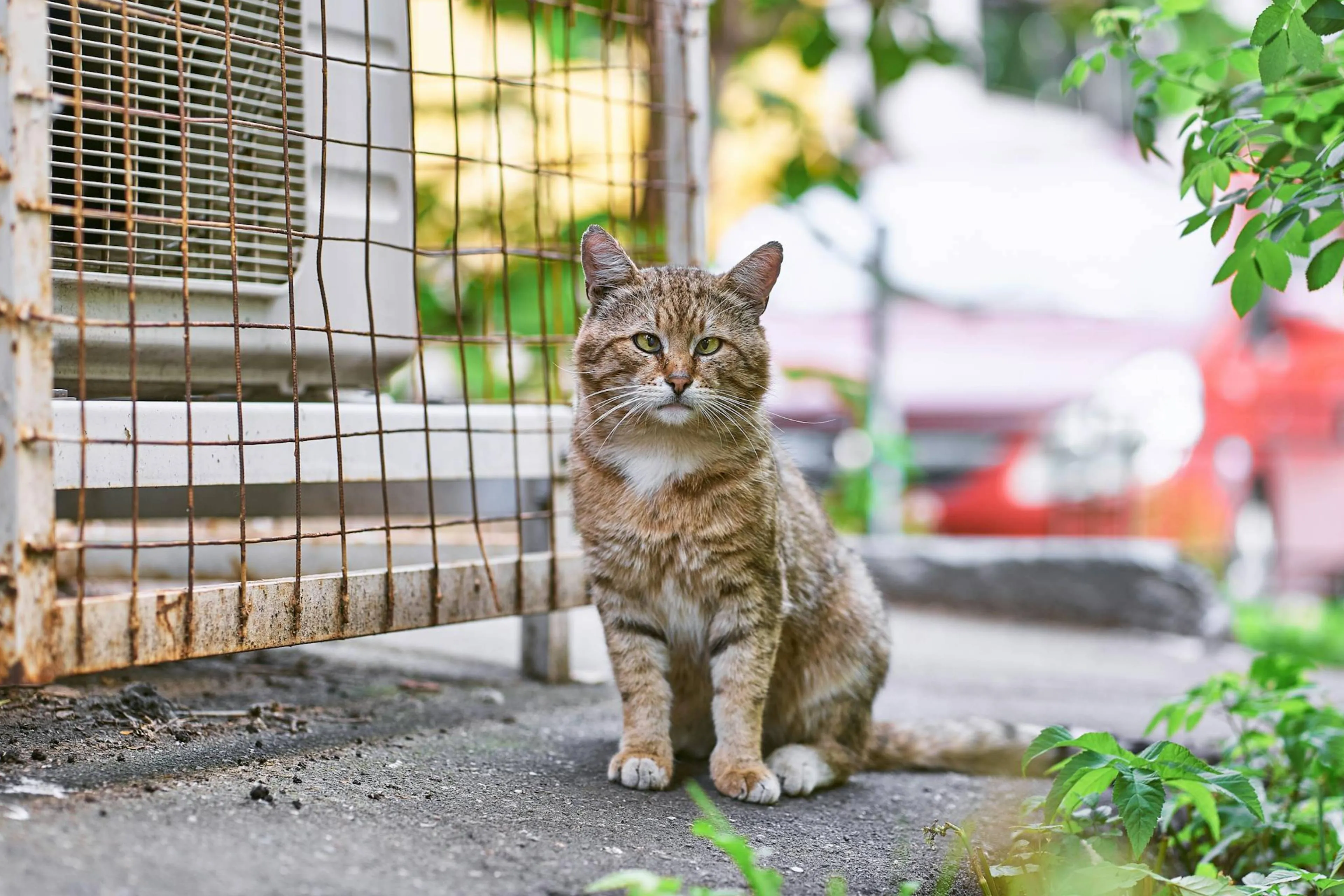 Angst dat katten gedumpt worden door chipplicht