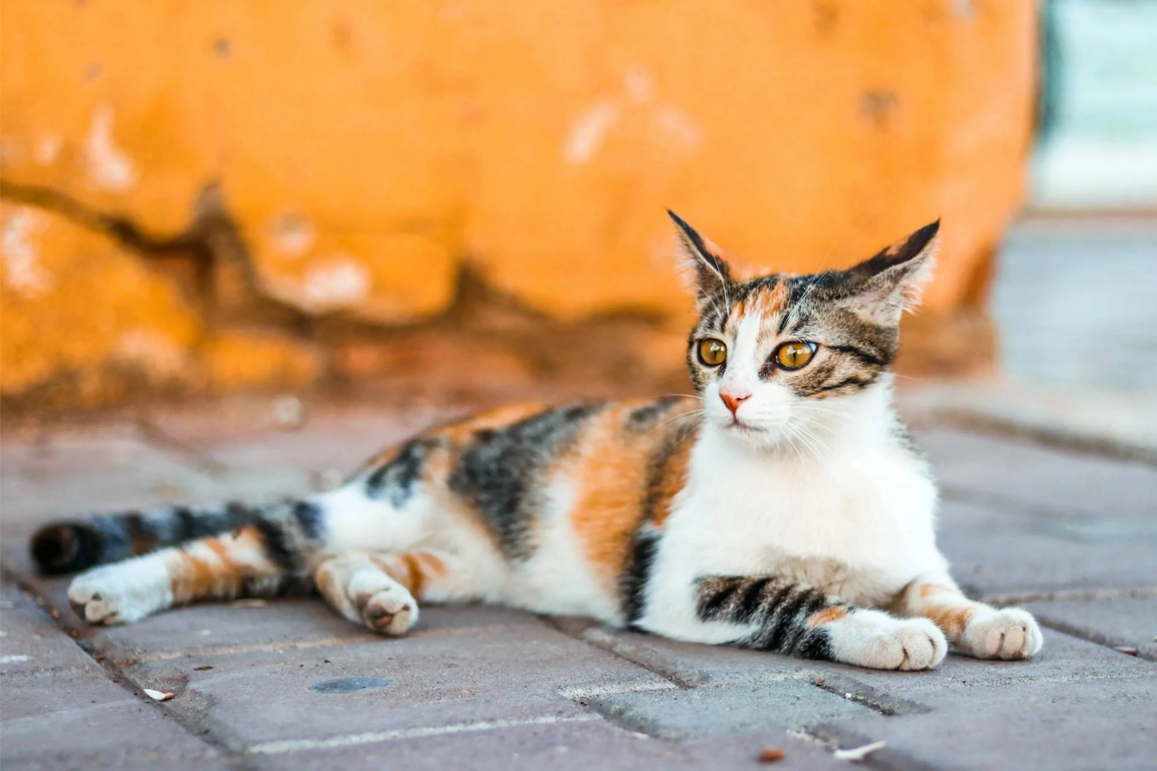 Feyza biedt Turkse zwerfkatten een tweede kans op een thuis