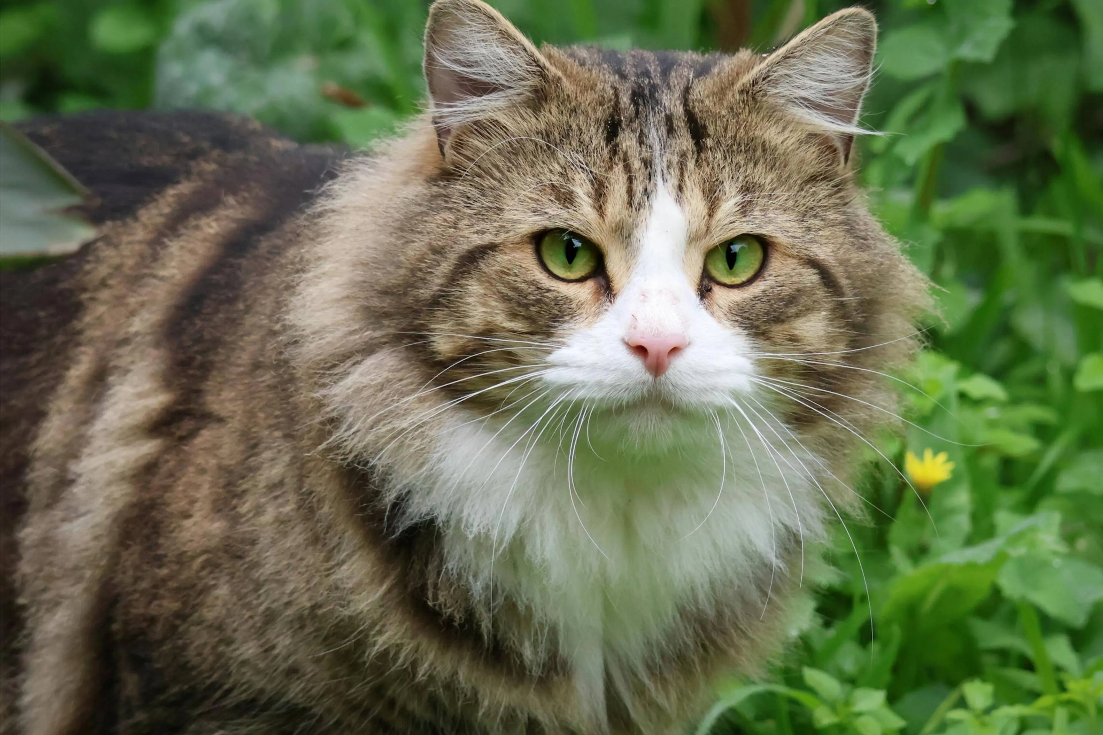 Gratis kattenslabbetjes voor mensen in gemeente Hattem