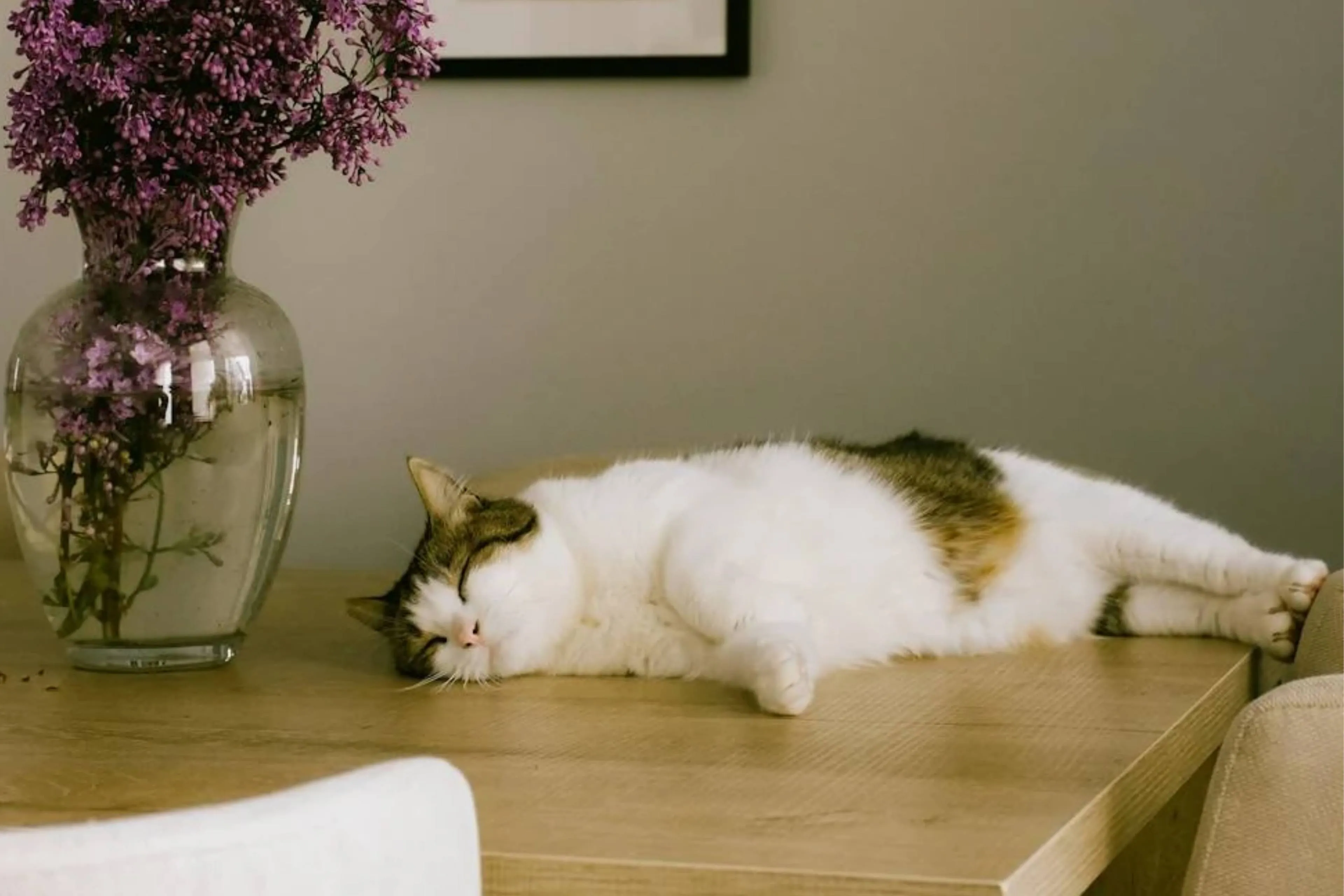 In Musselkanaal zoeken mensen een dader die katten met luchtbuks neerschiet