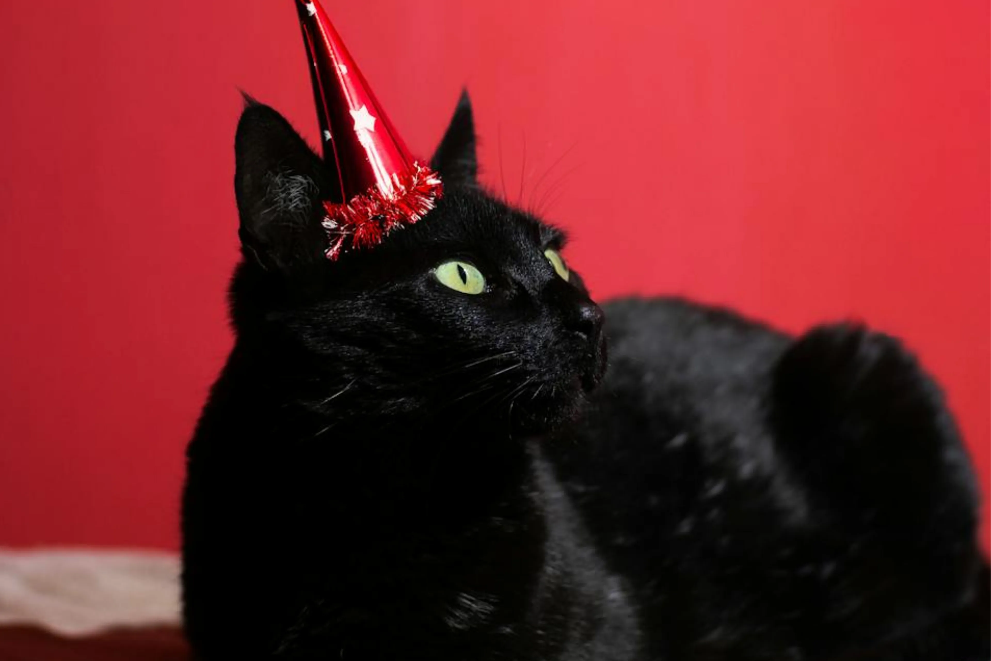 CatsandMore viert vijfjarig bestaan