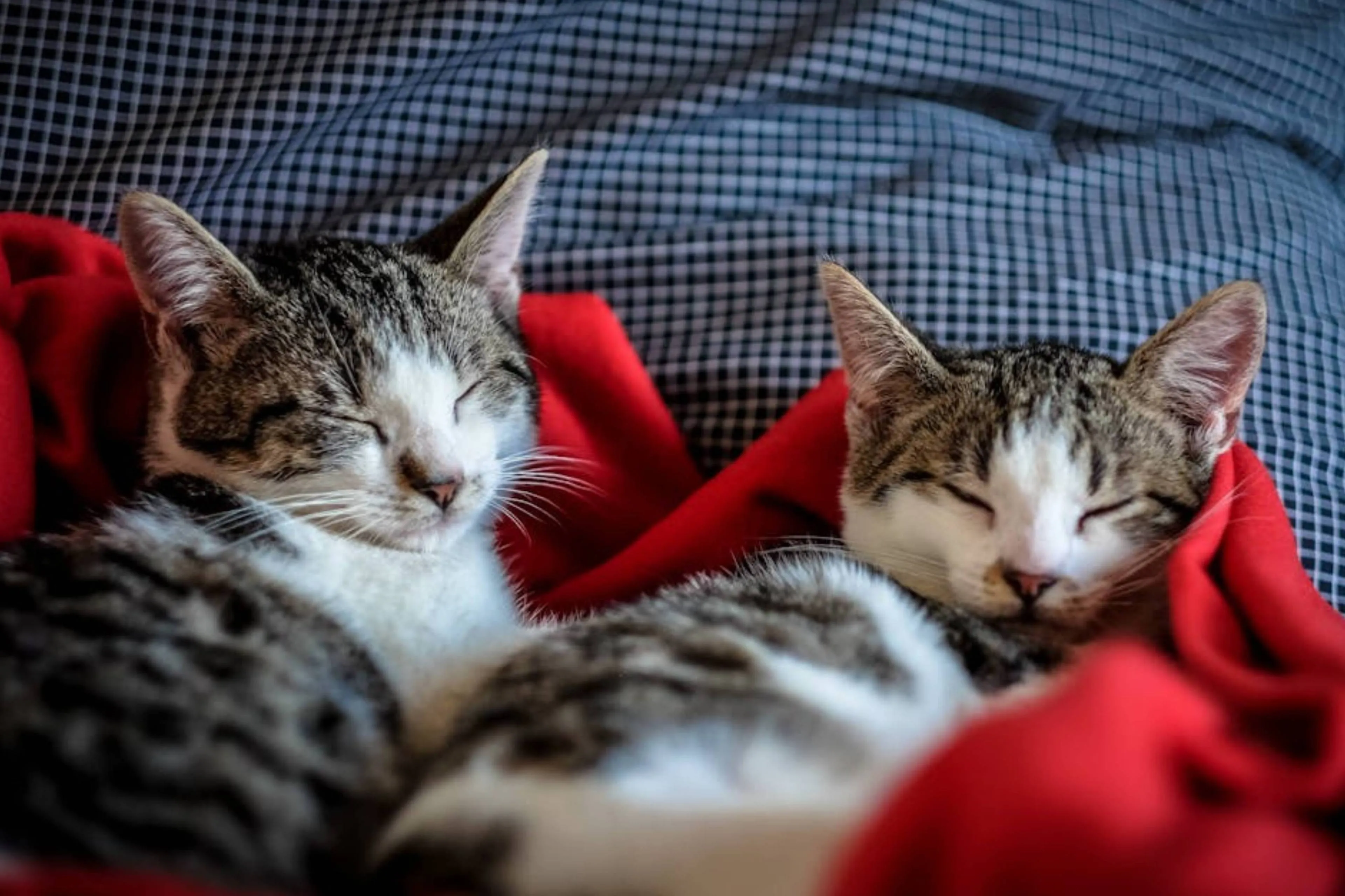 Deze 3 supervrolijke kattenmanden hebben nu een scherpe prijs