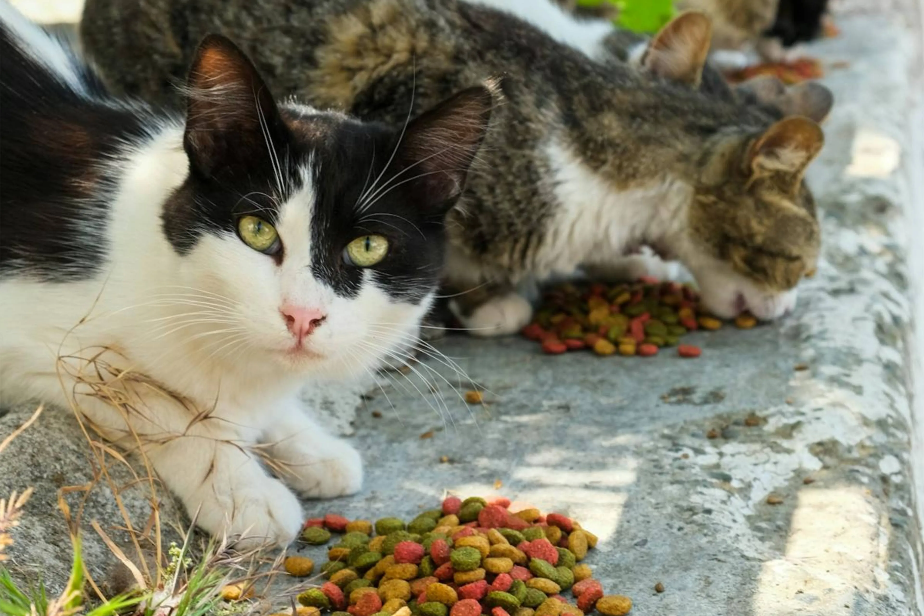 kattenvoerjpg