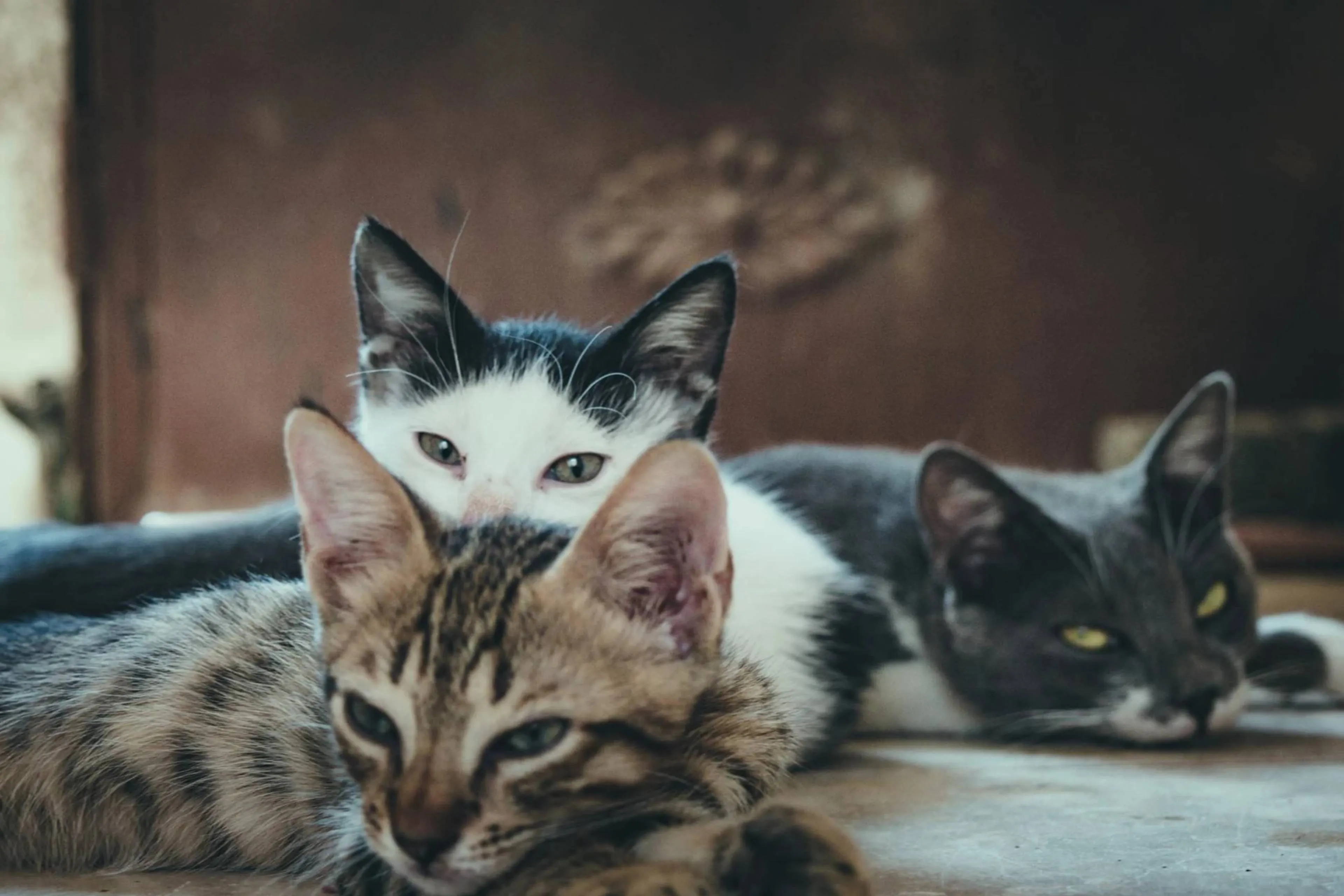 Speciale kraamkamer voor poezen bij Stichting Scheldekat