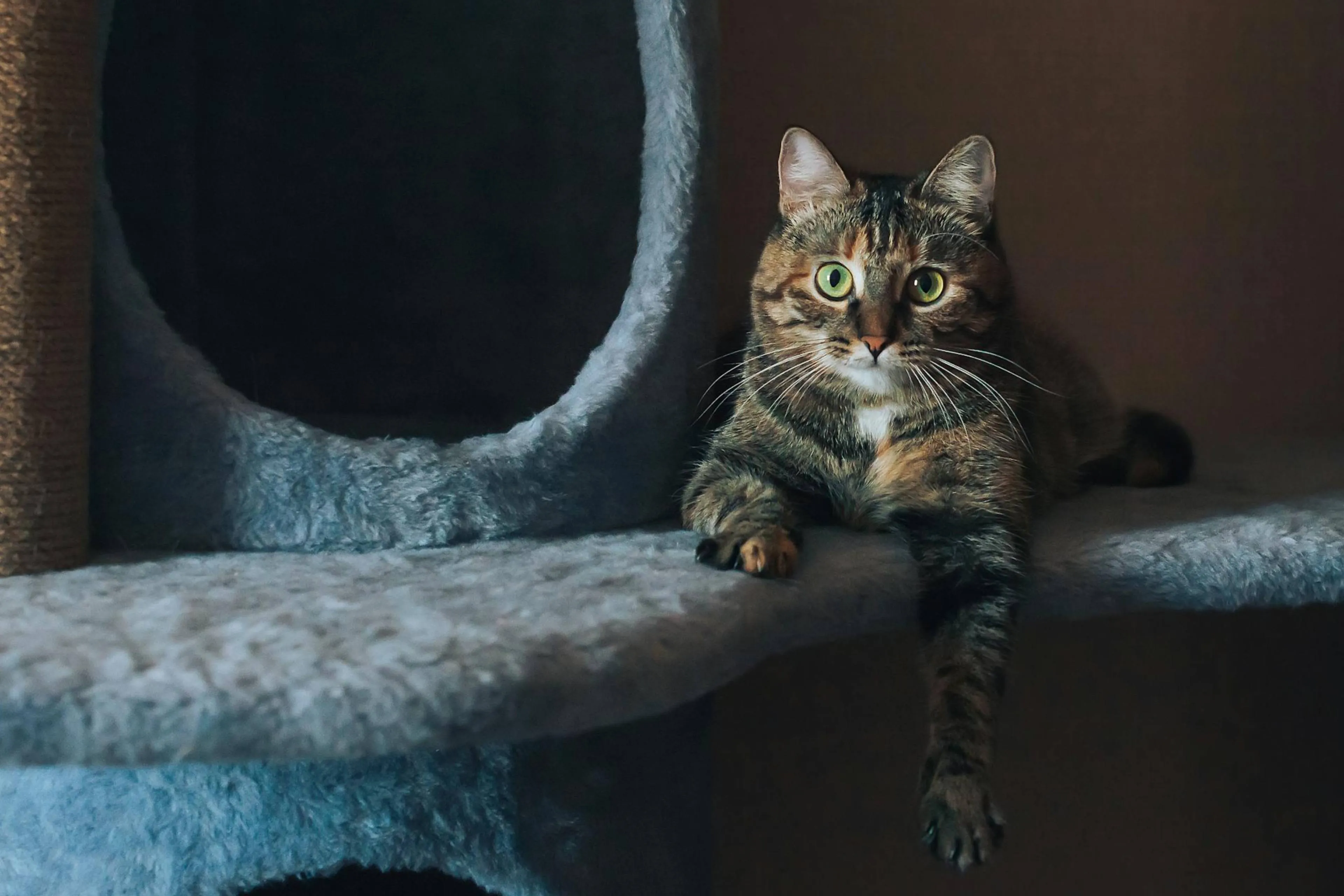 Bijna 2000 euro voor een krabpaal voor je kat?! Ja, dat kan