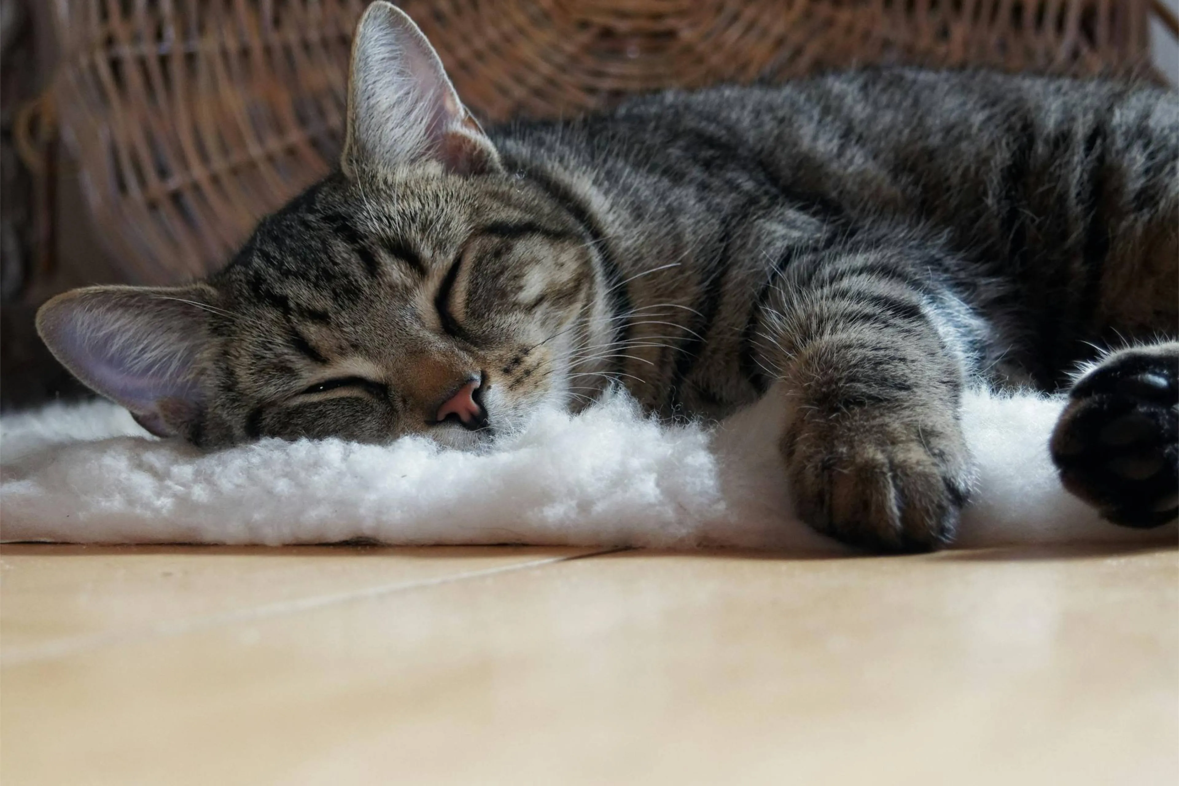 Kan een kat genezen van de niesziekte?