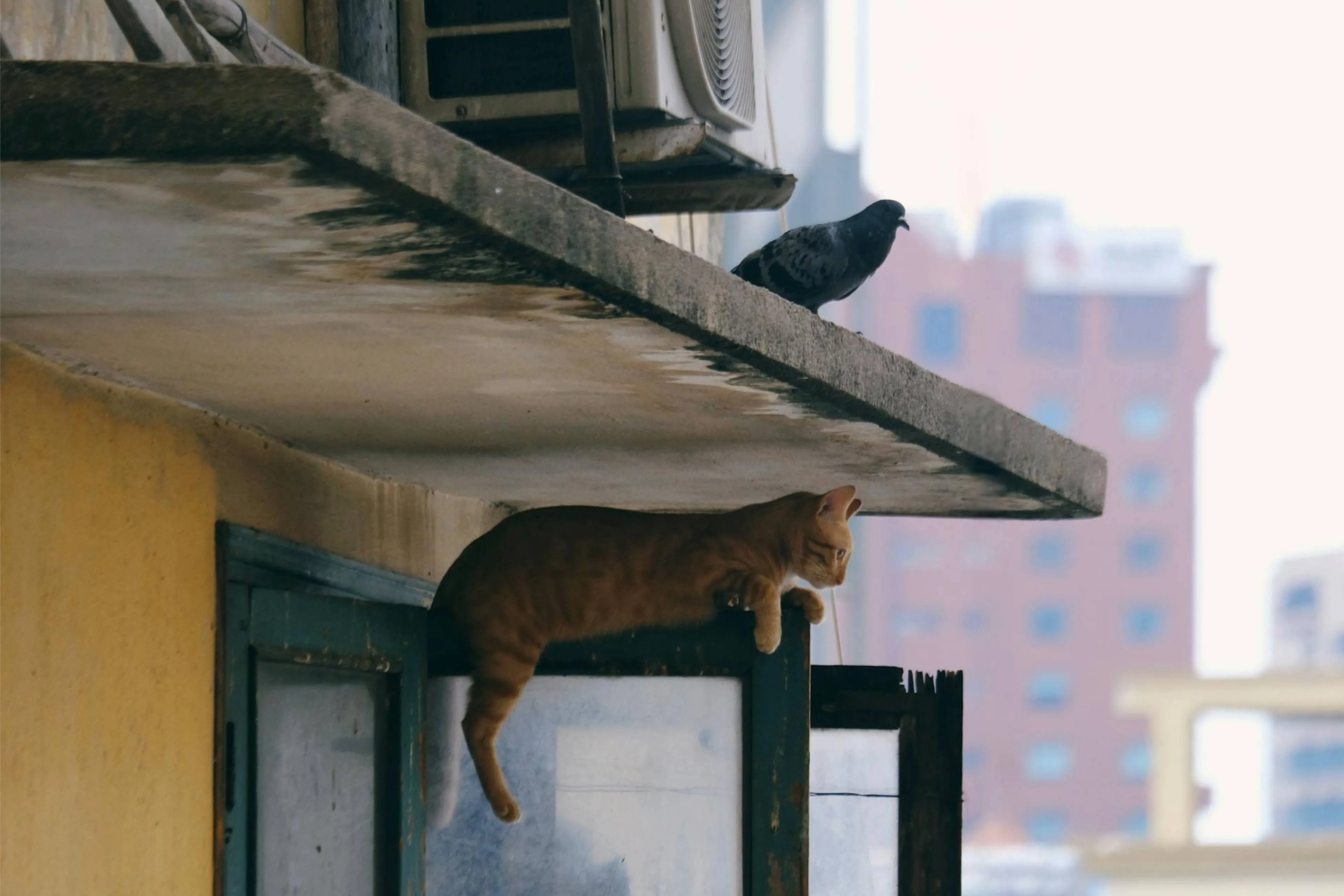 Katten hoeven niet binnengehouden te worden om vogels te beschermen