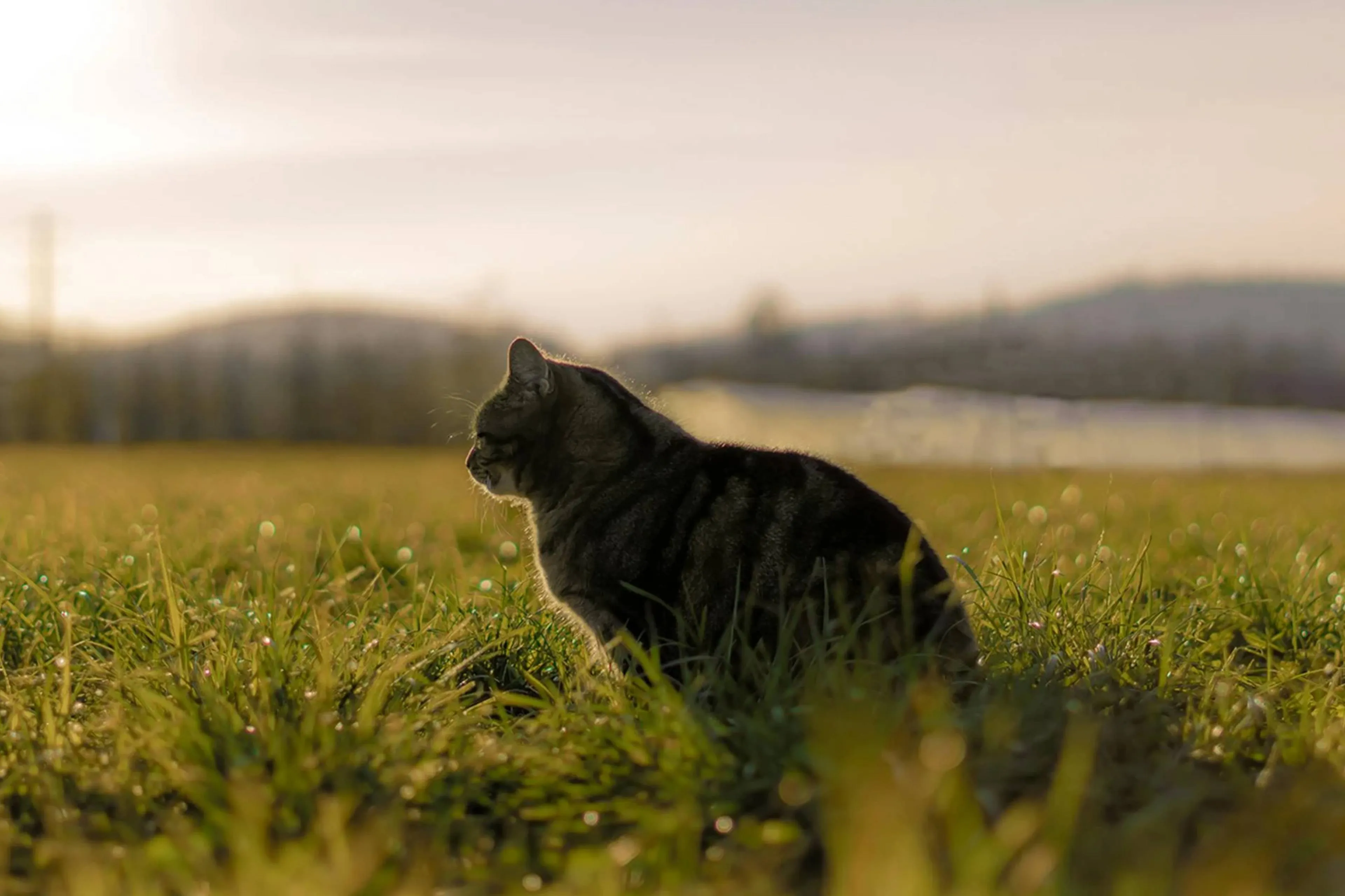 De wilde kat is terug in Nederland en dit is wat je moet weten