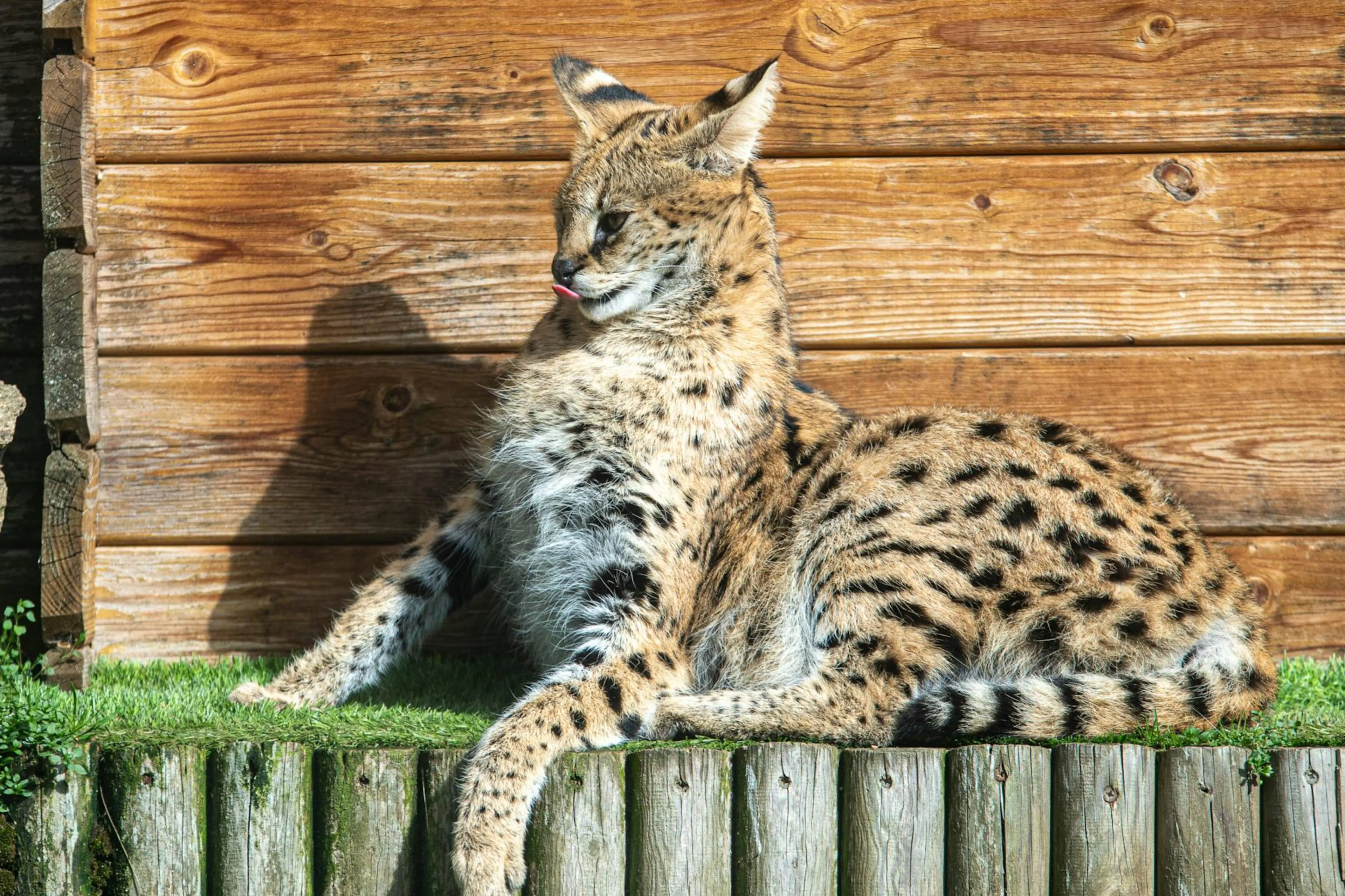 wilde kattenjpg