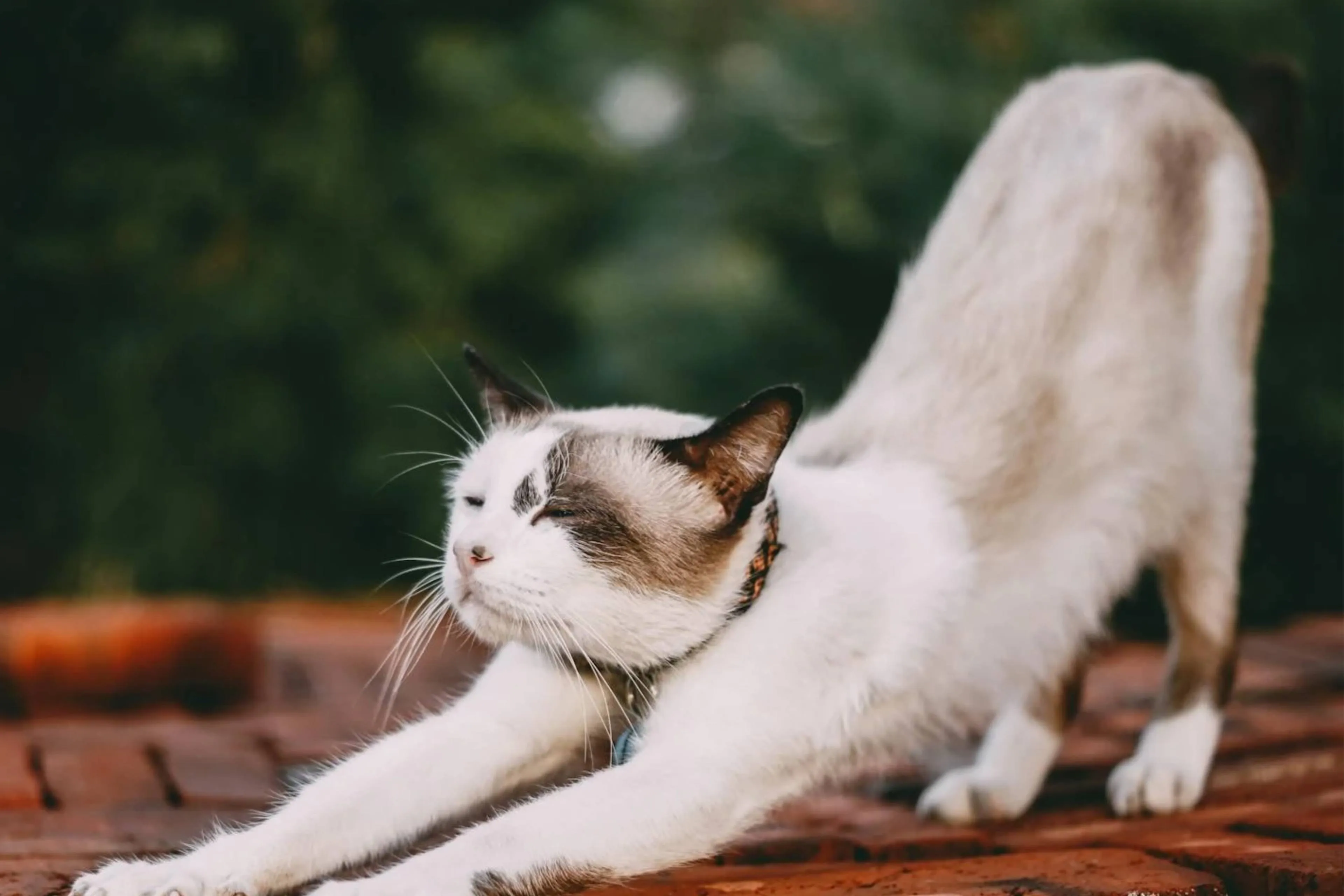 Dierenarts prijzen worden steeds hoger