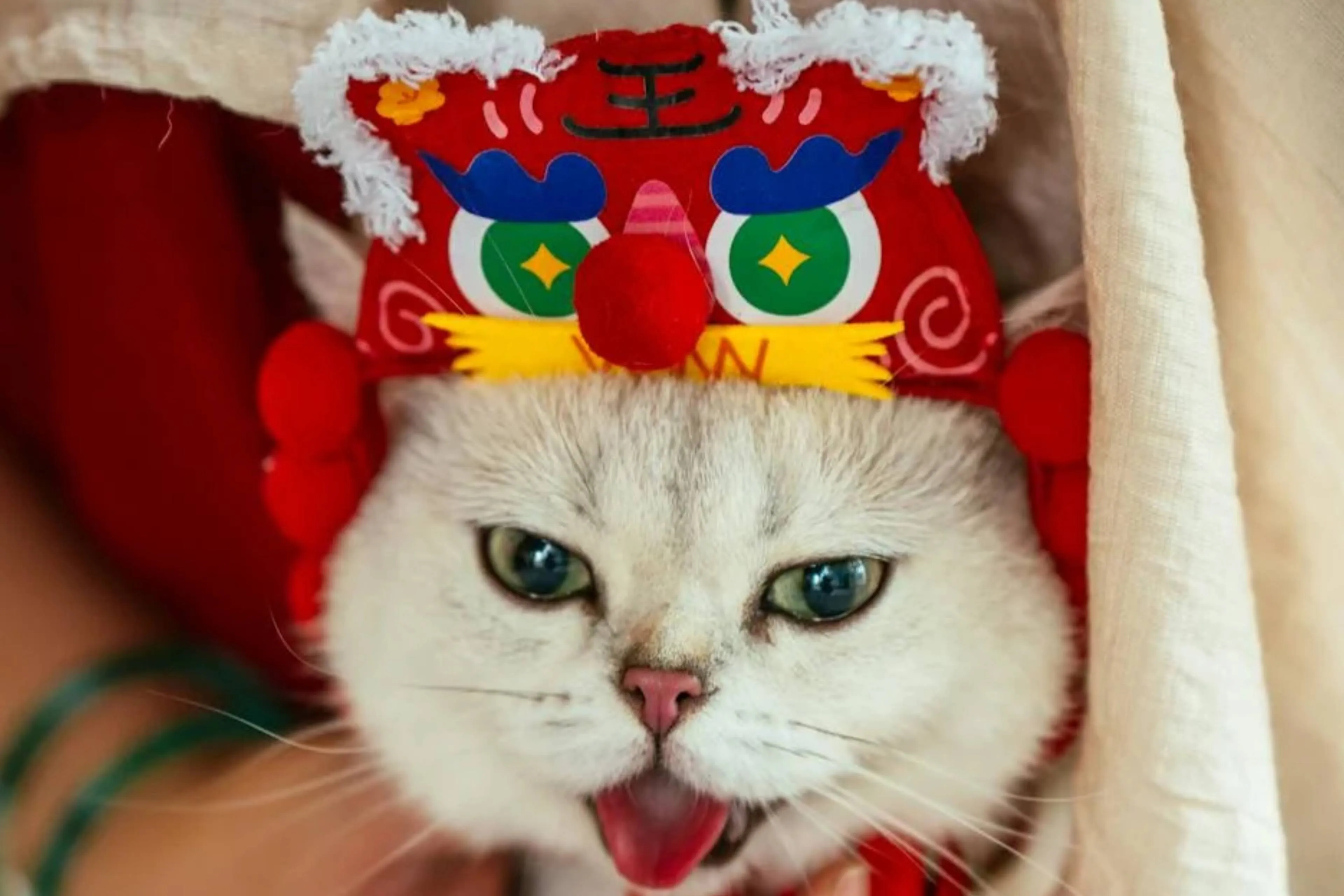 kattenstoetjpg