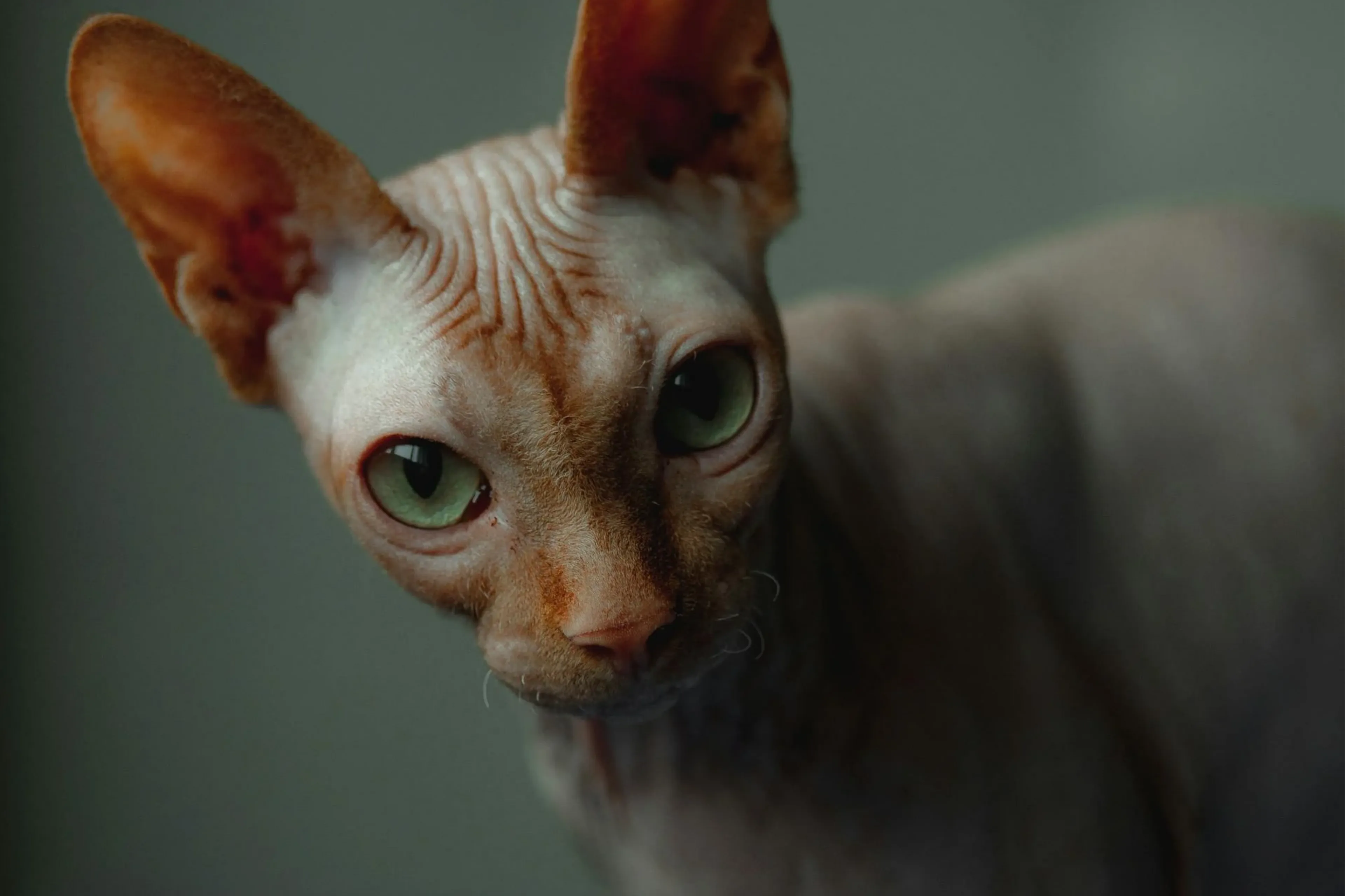 naaktkat