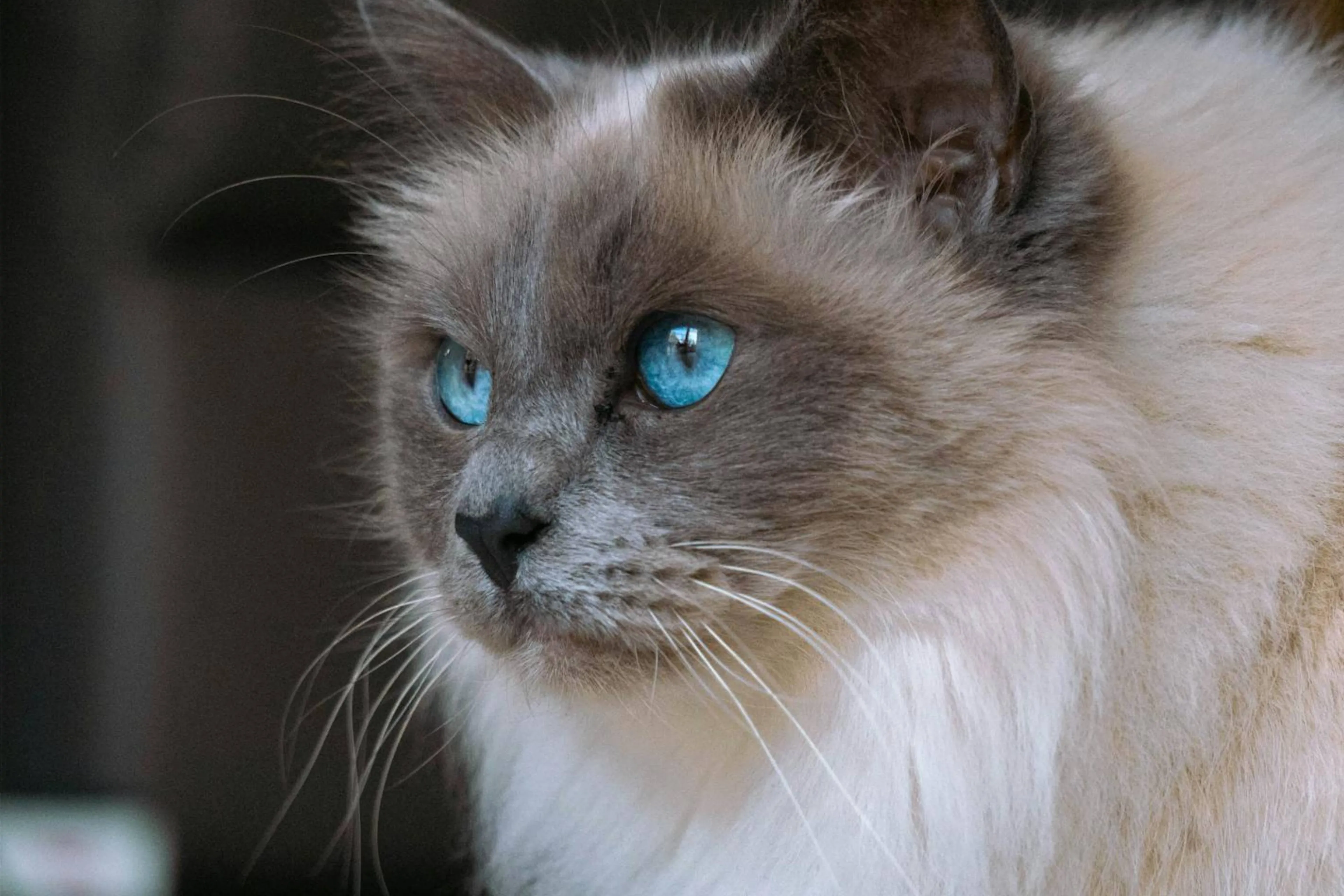 ragdolljpg