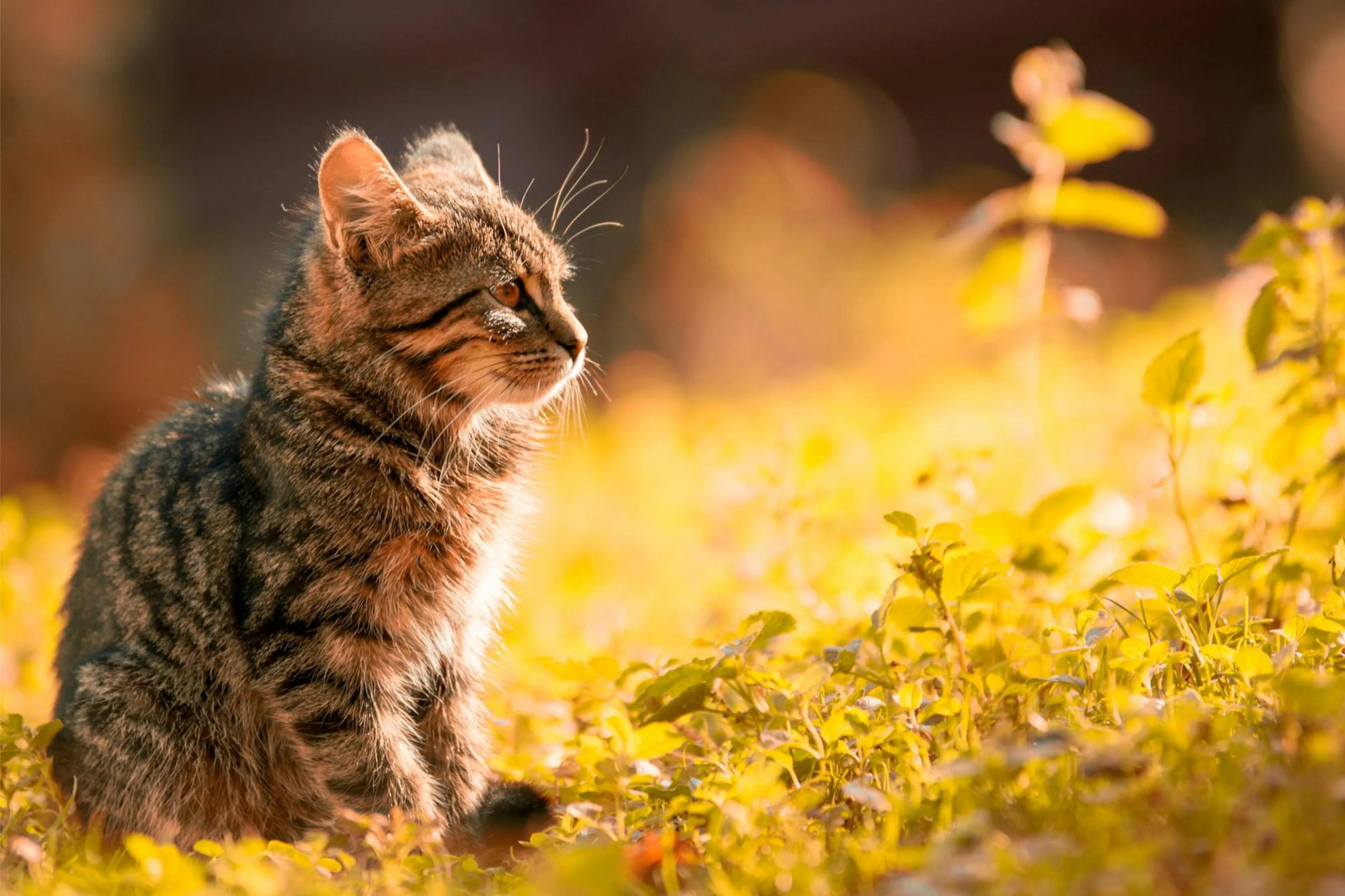 kattenbakjpg
