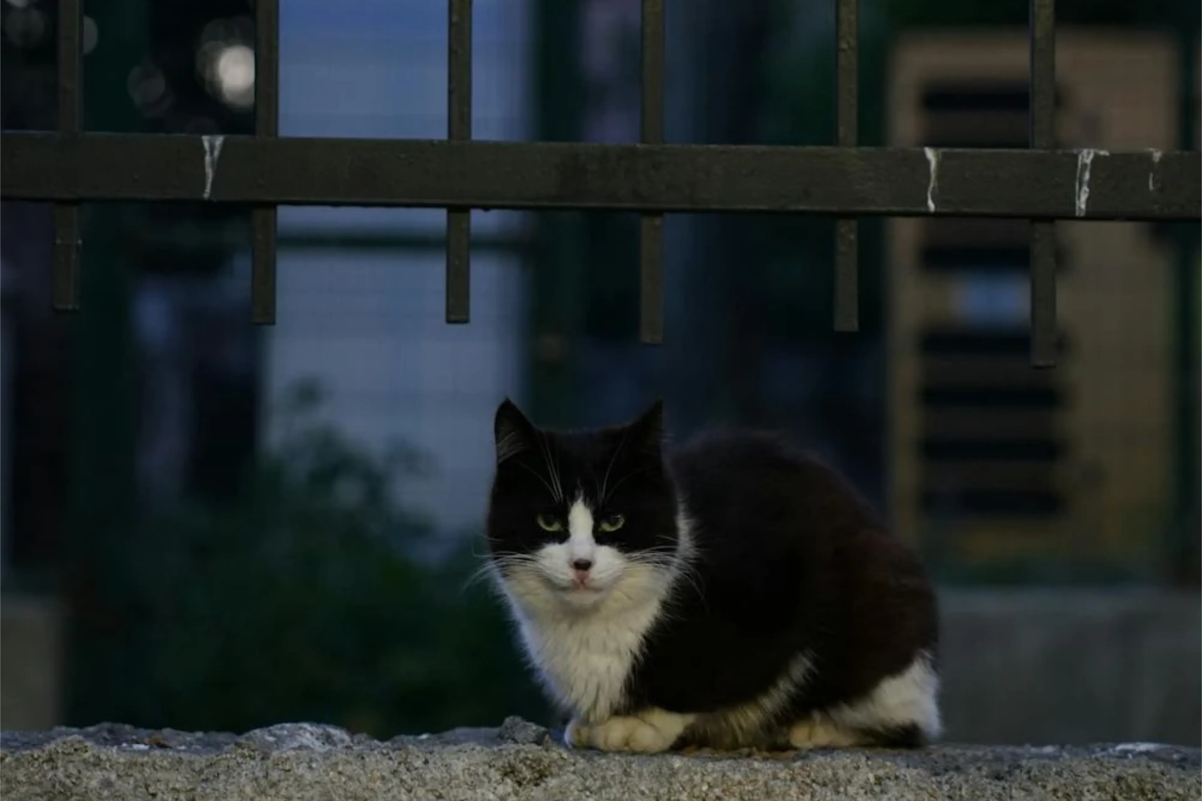 narcokat