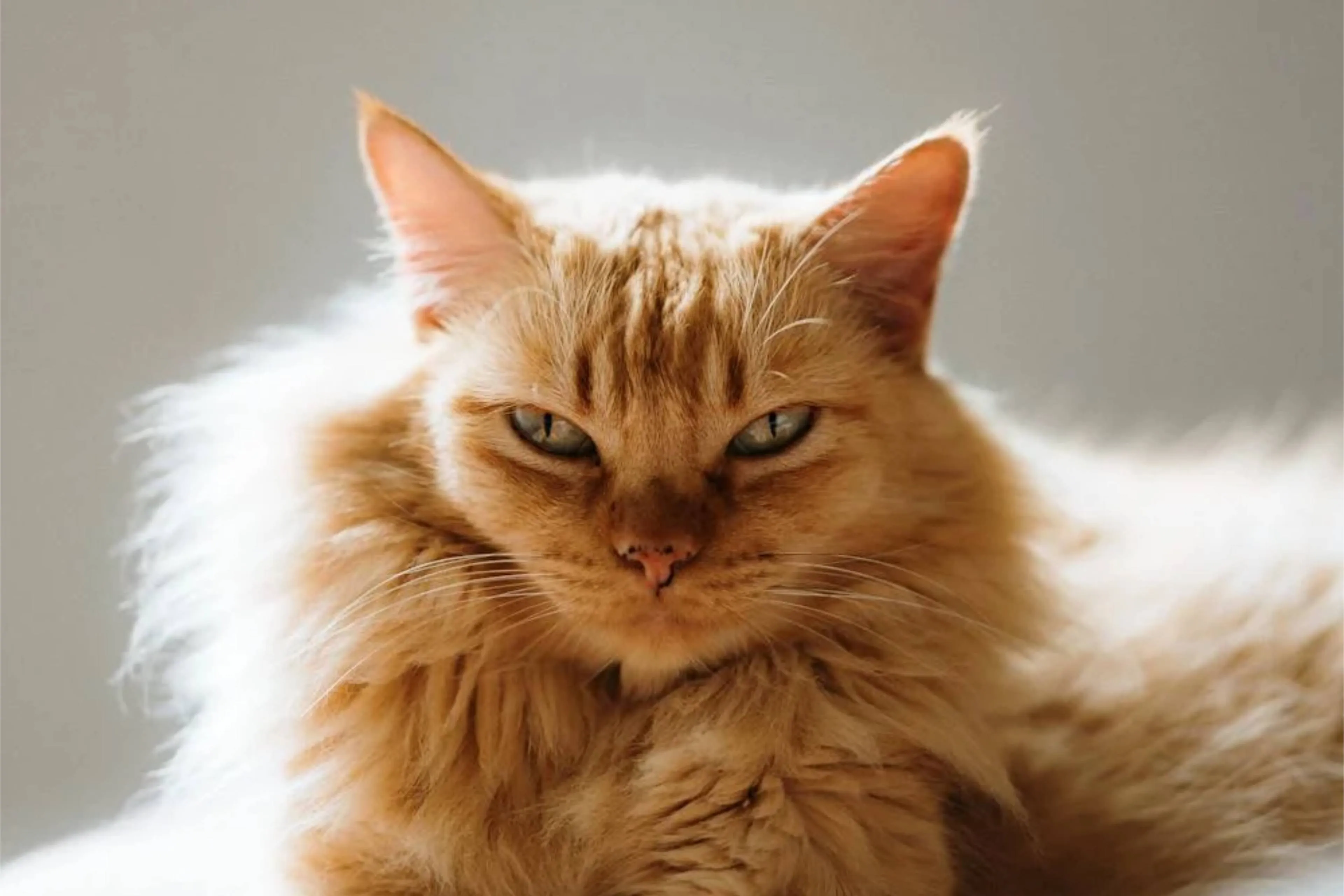 oranje katjpg