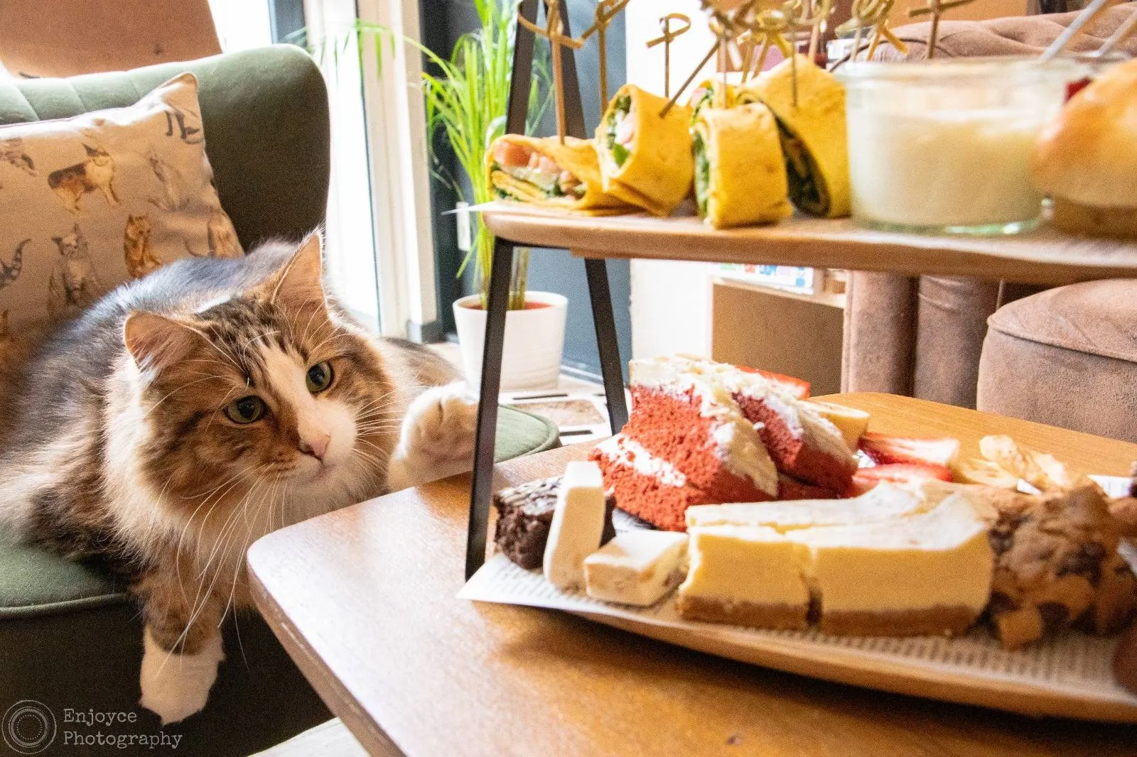 Kattencafé op z'n kop