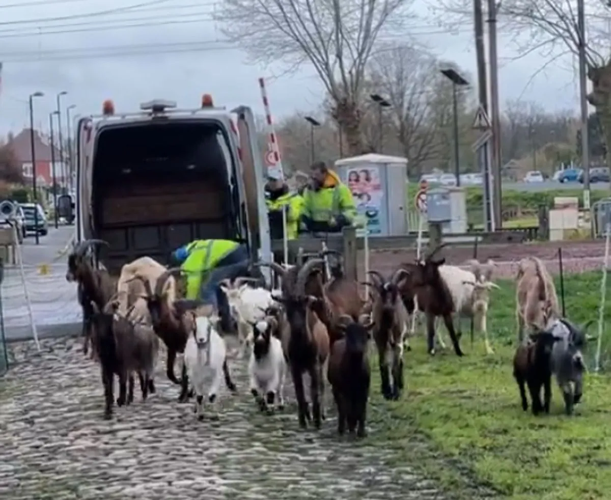 VÍDEO: ¡Llegó el momento! La París-Roubaix saca las cabras para limpiar la Trouée d'Arenberg