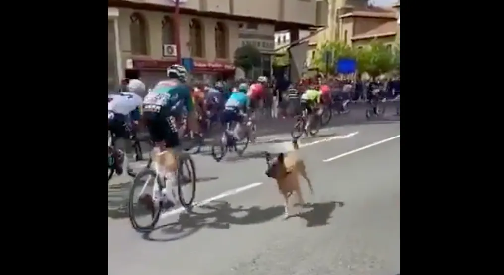 ¡El tremendo multazo que se ha llevado el dueño del perro que casi tiró a medio pelotón en la Vuelta!