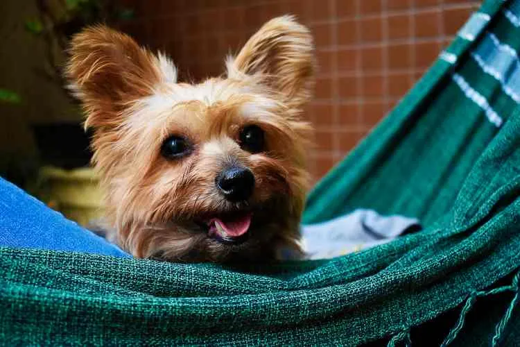 bitcoin beloningen app lolli werkt samen met grote amerikaanse dierenwinkelketen cryptobenelux