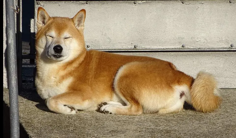 dogecoin 1