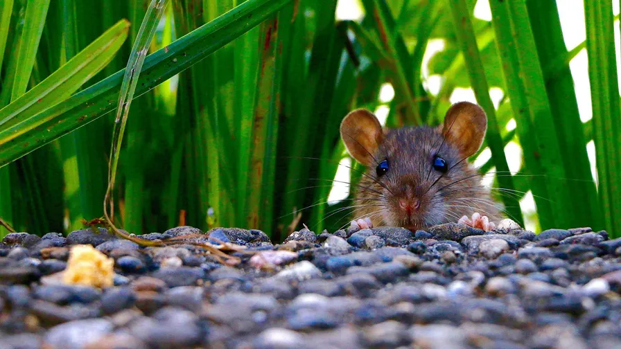 20210507 ratten pix