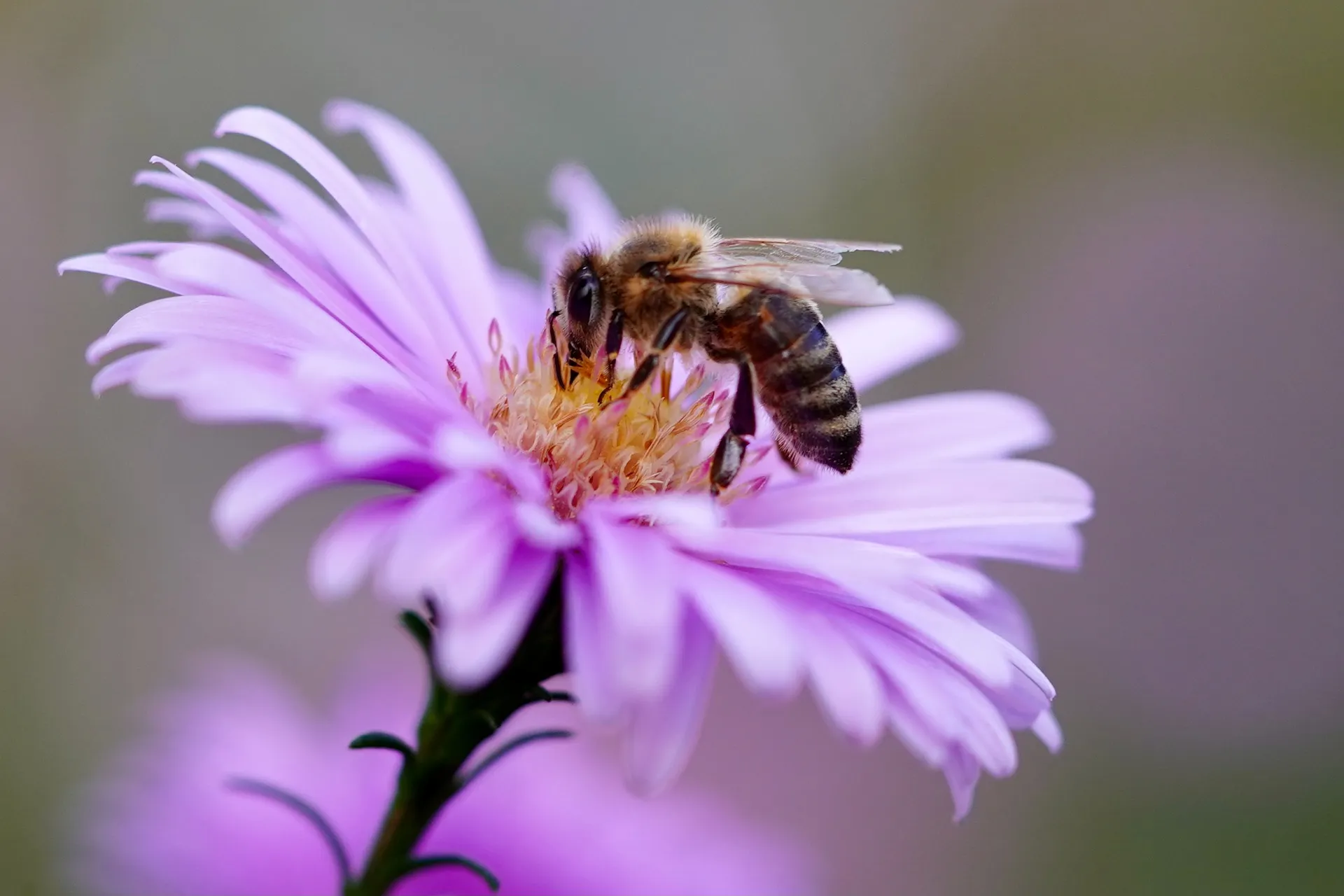 bee 5618012 1920