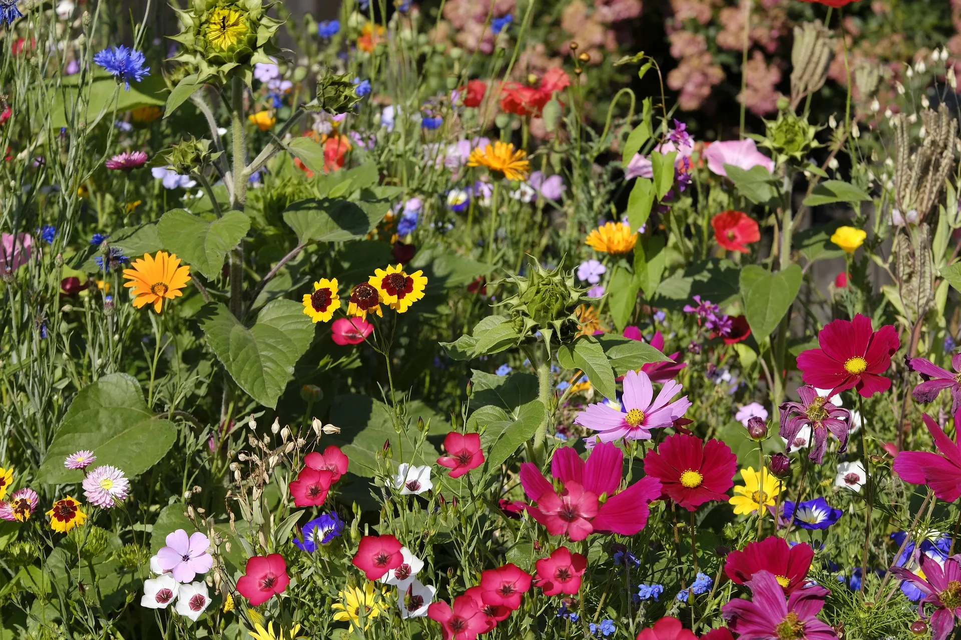 flowers 3524703 1920