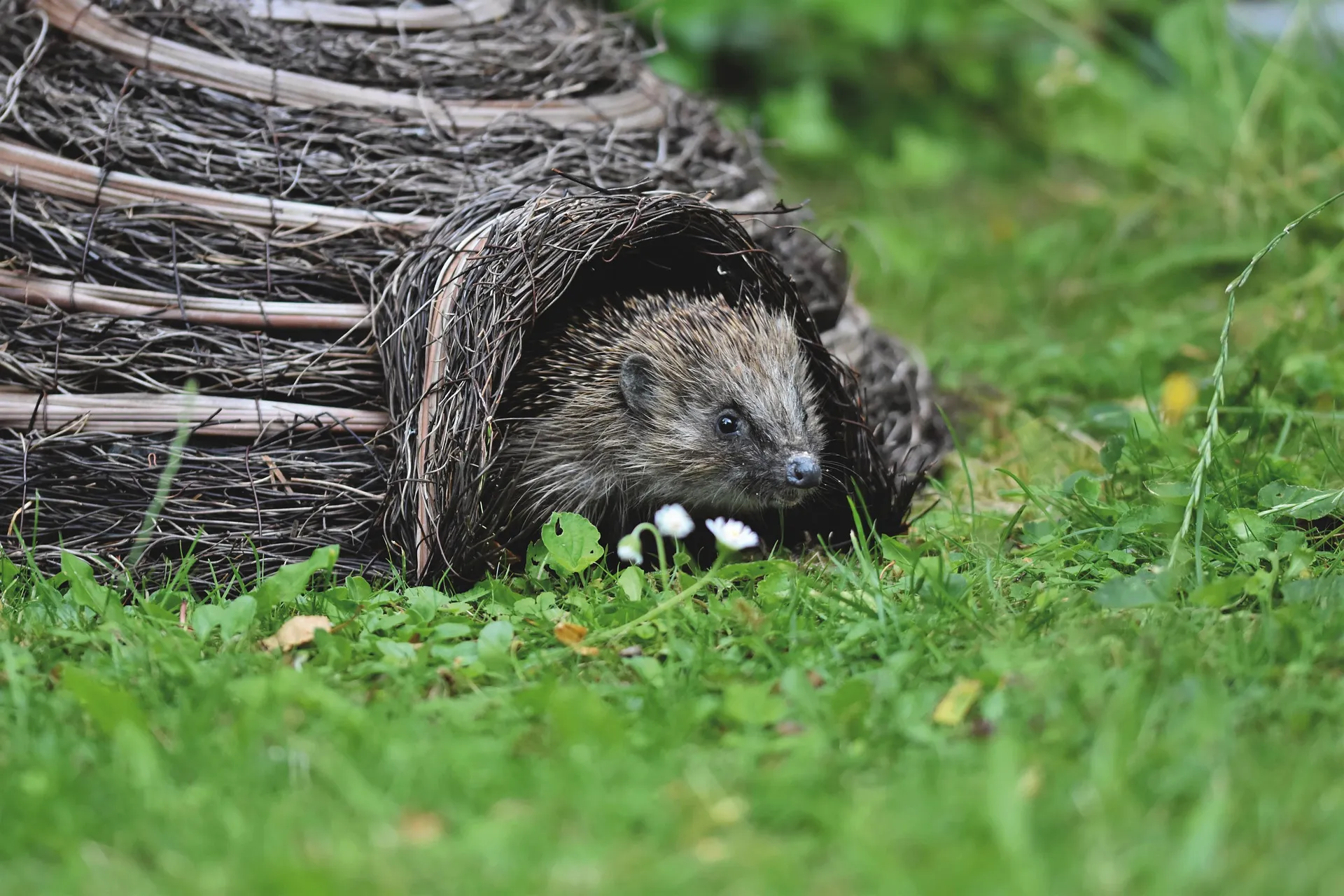 hedgehog 5596669 1920