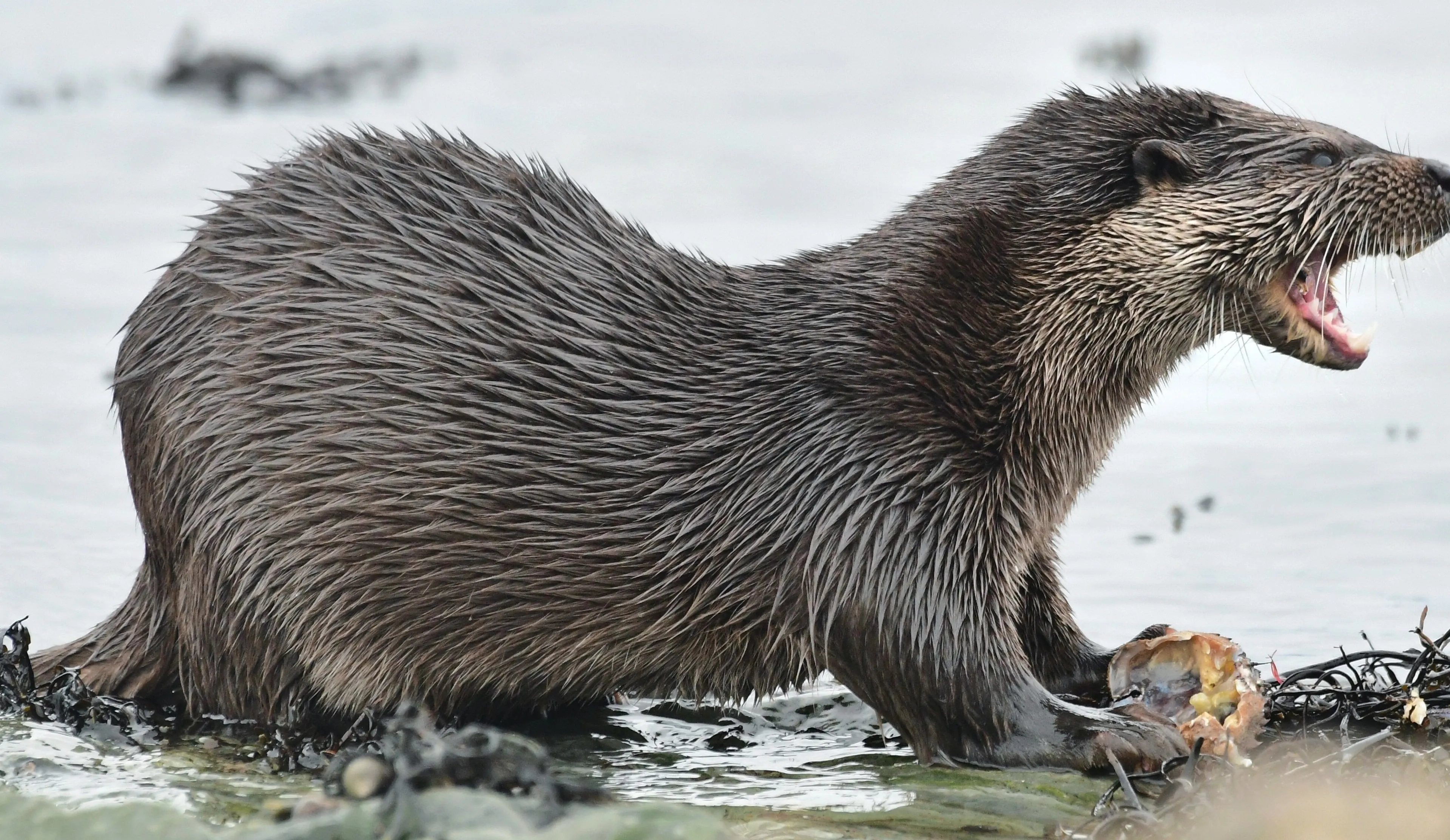 otter lutra lutra foto john williams 1